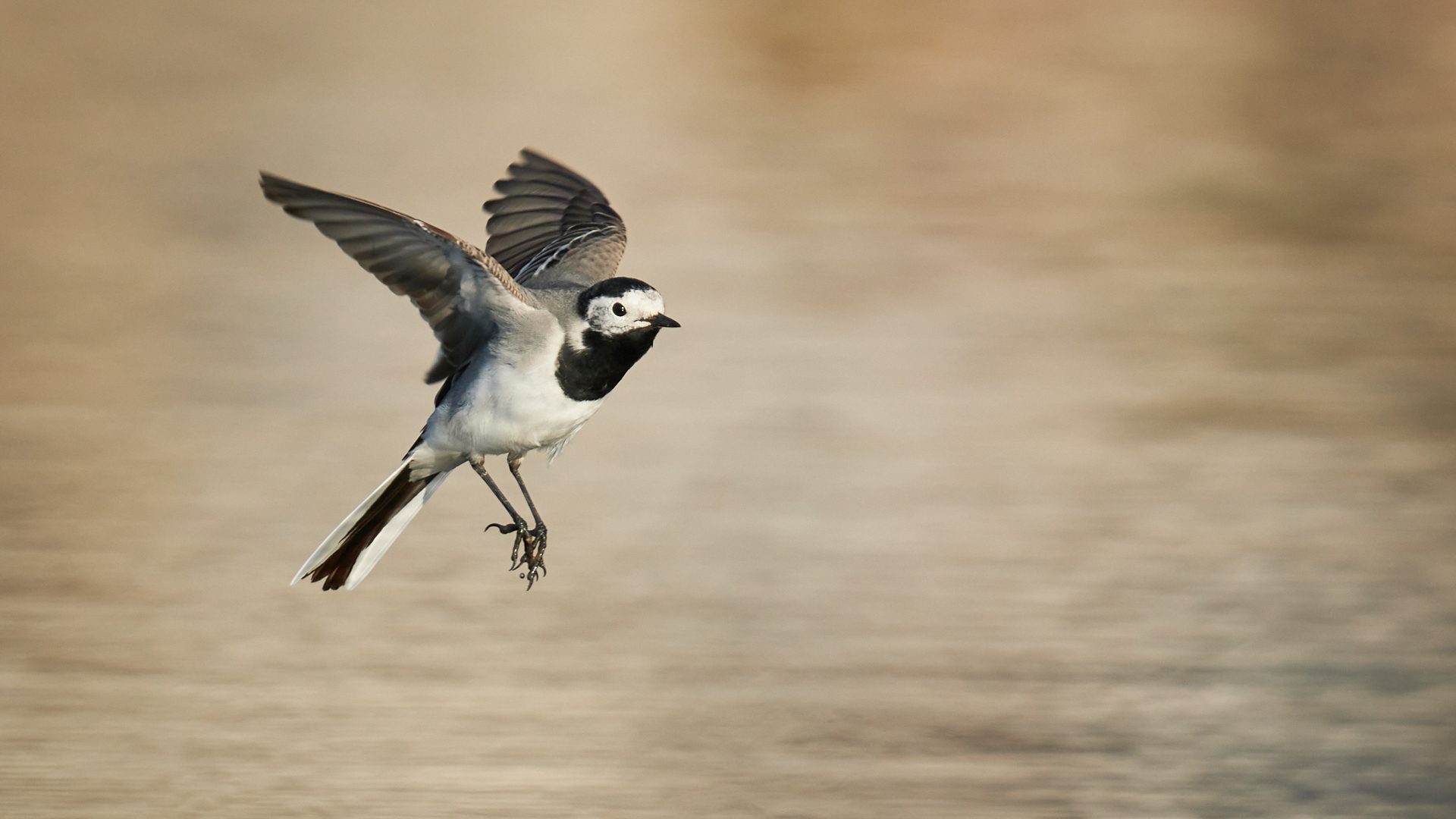 White Wagtail