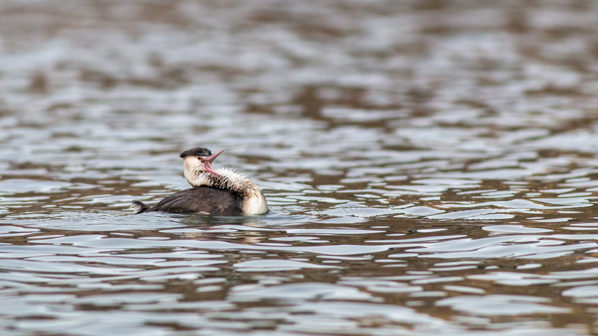 Great Crested Grebe