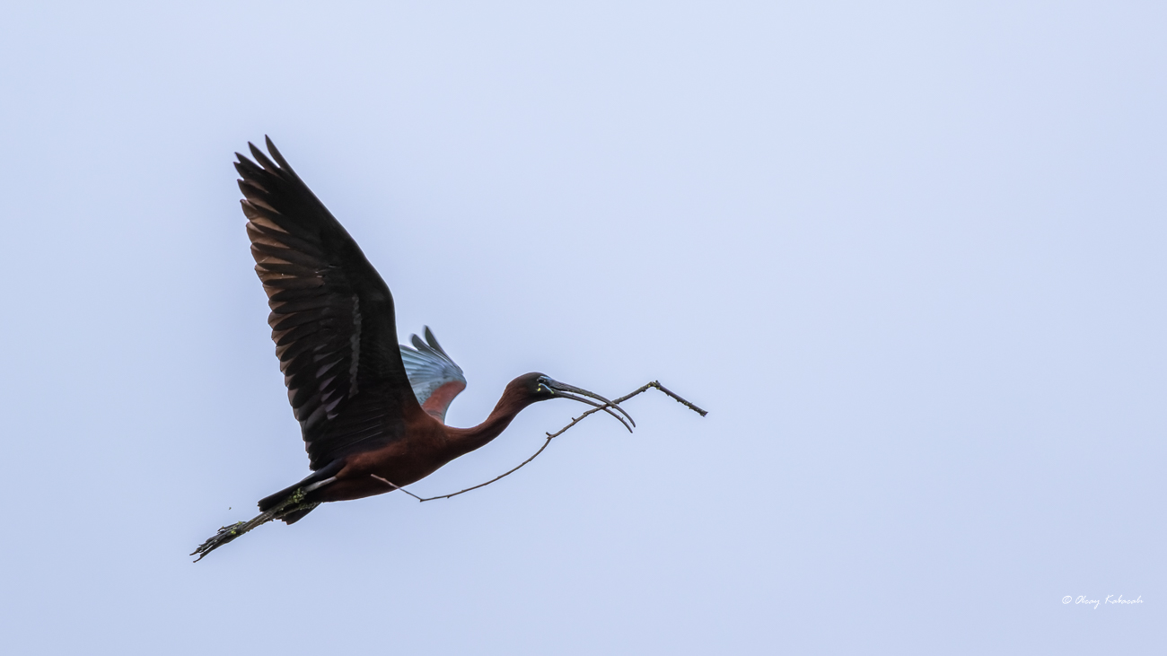 Glossy Ibis