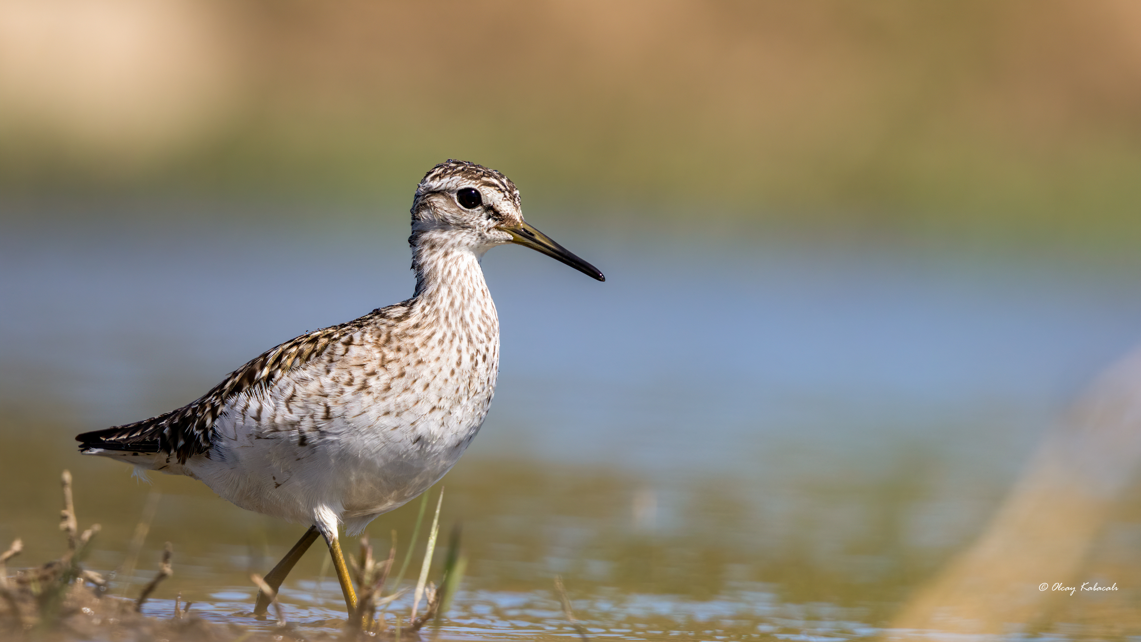 Wood Sandpiper