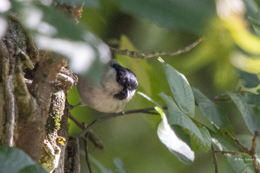 Marsh Tit