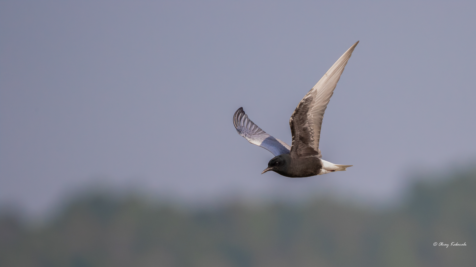 White-winged Tern
