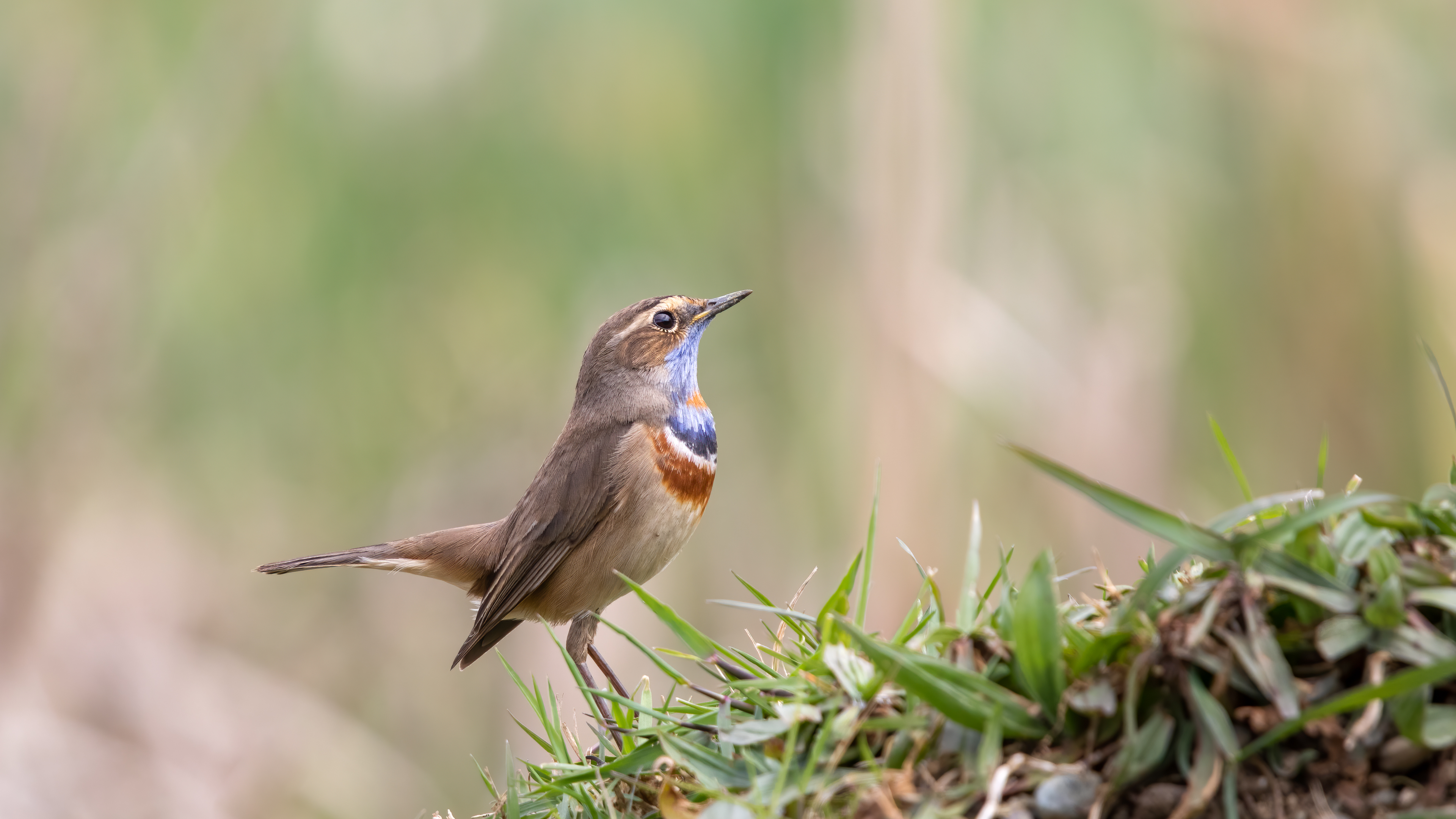 Bluethroat
