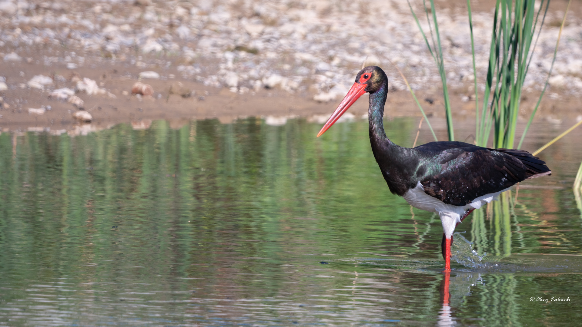 Black Stork — Ana fotoğraf