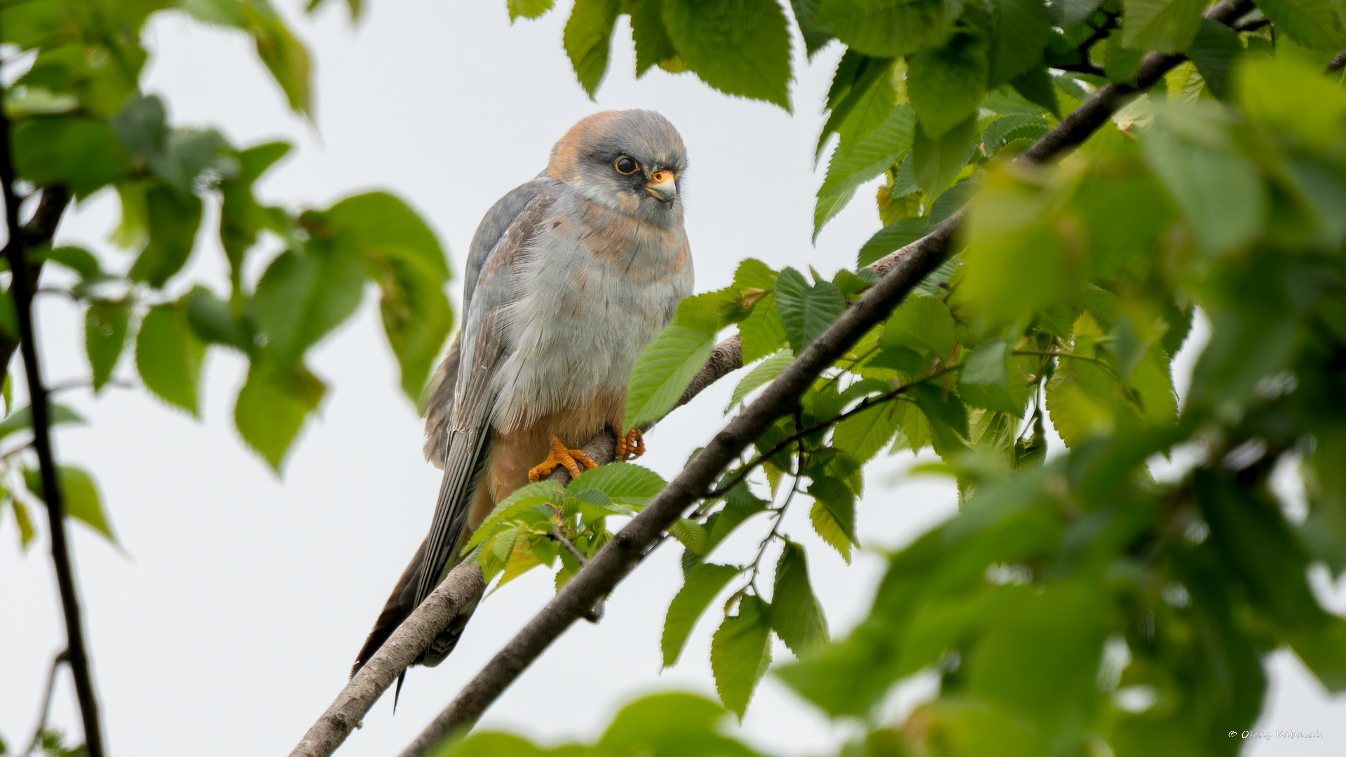 Red-footed Falcon