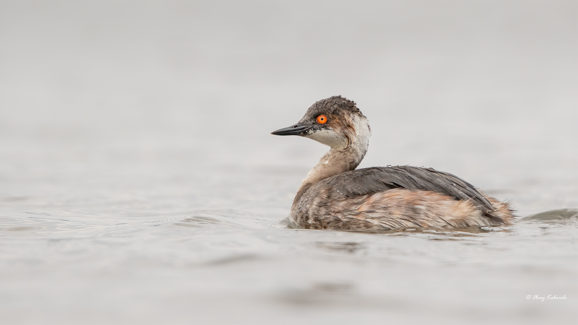 Eared Grebe