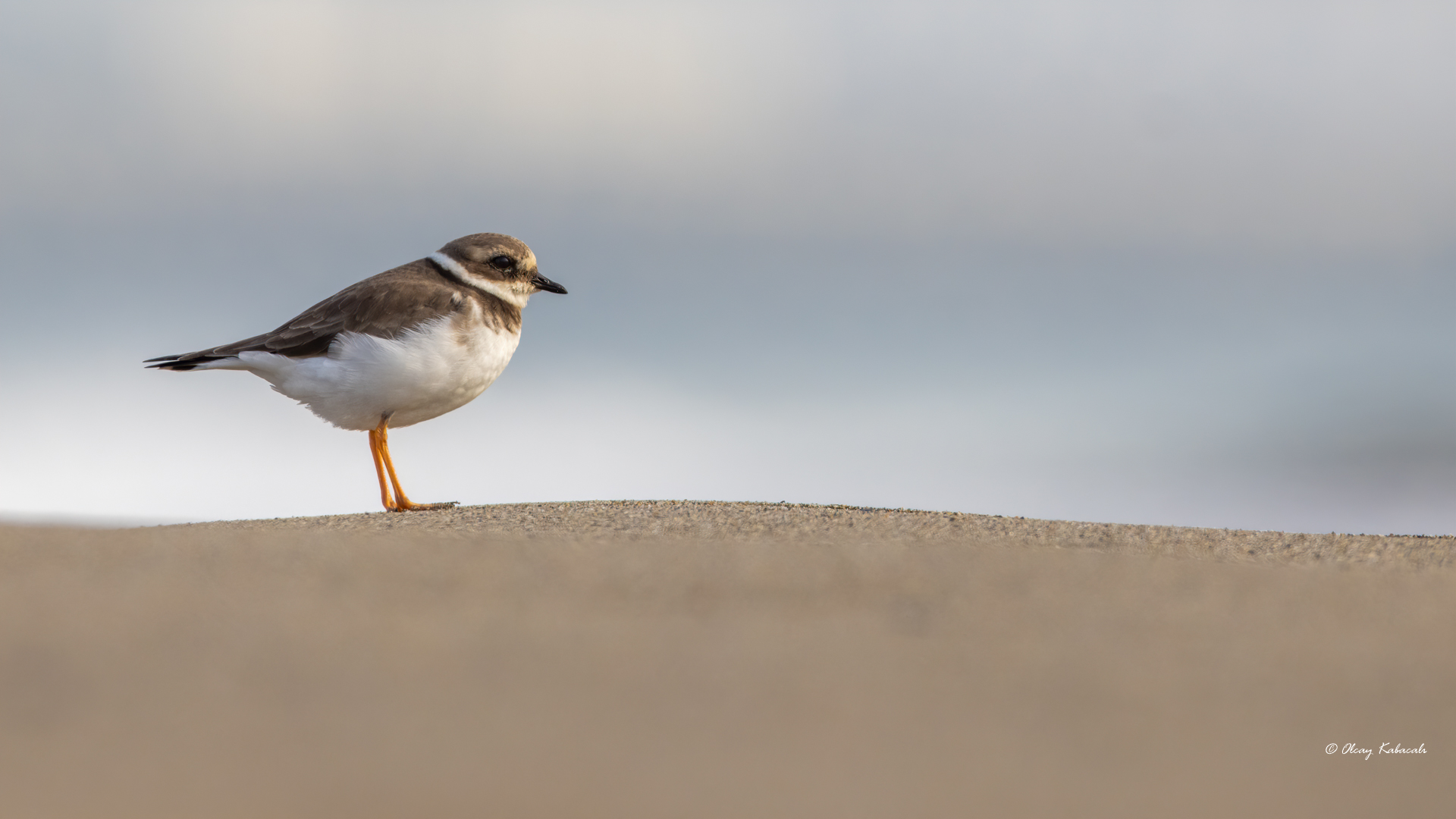 Common Ringed Plover