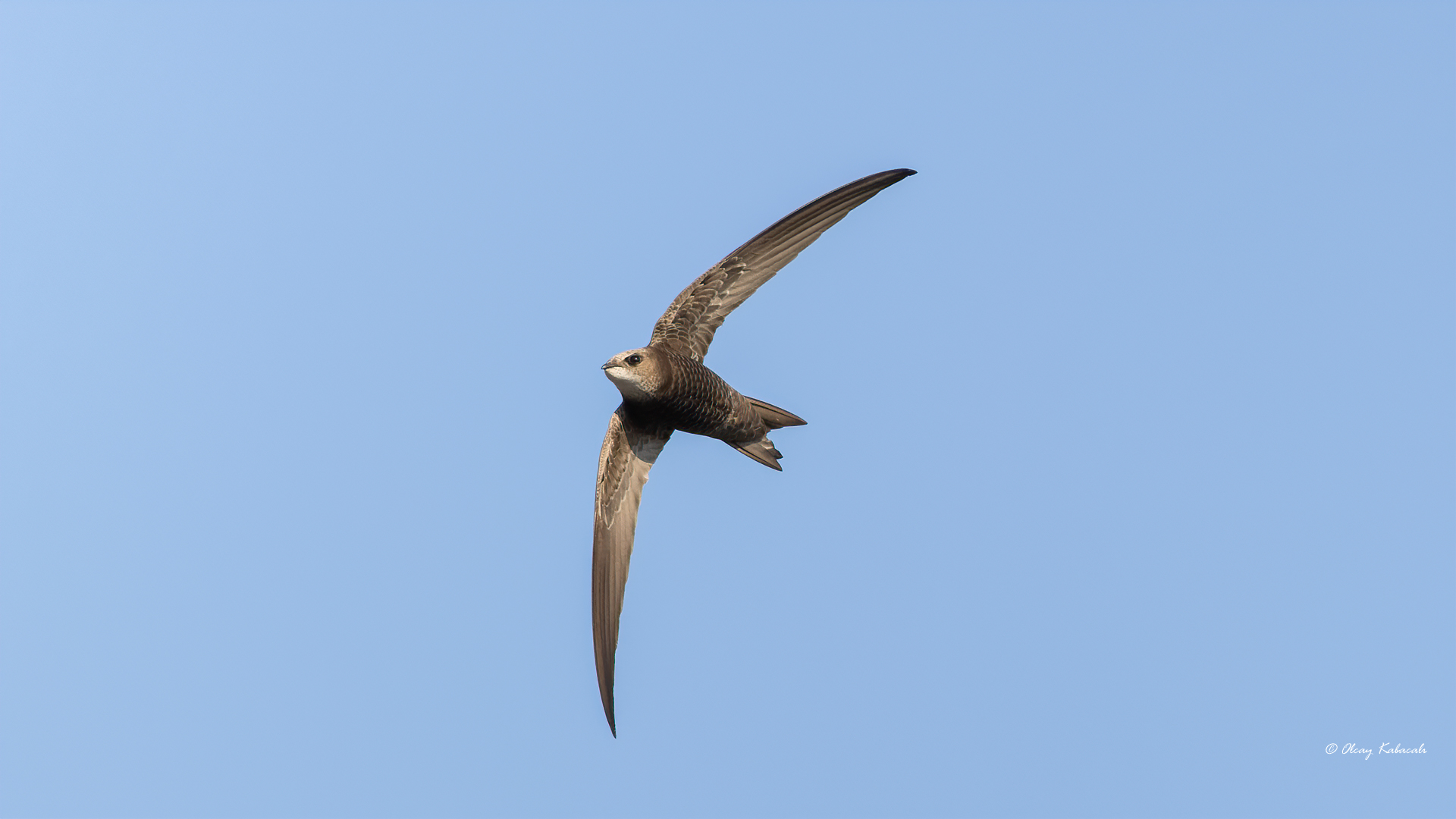 Pallid Swift