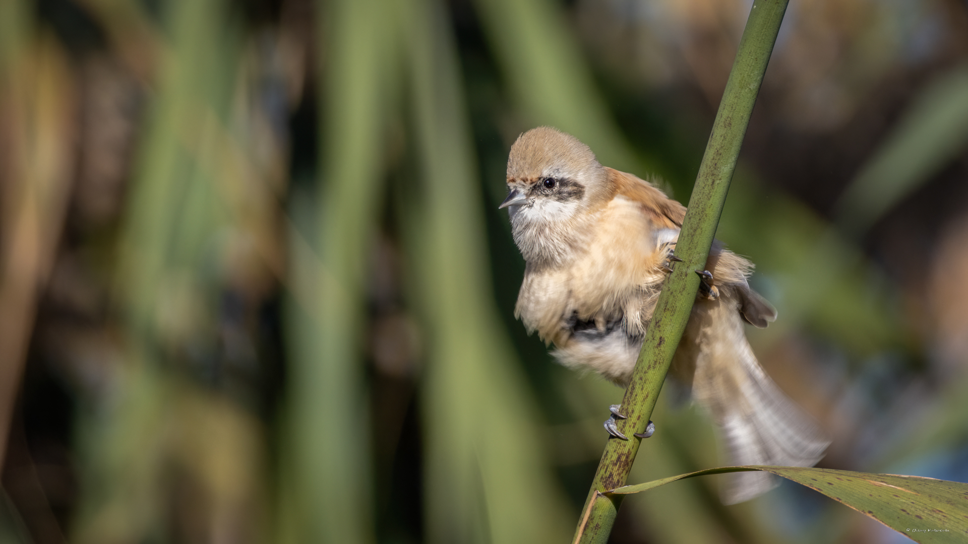 Eurasian Penduline-Tit