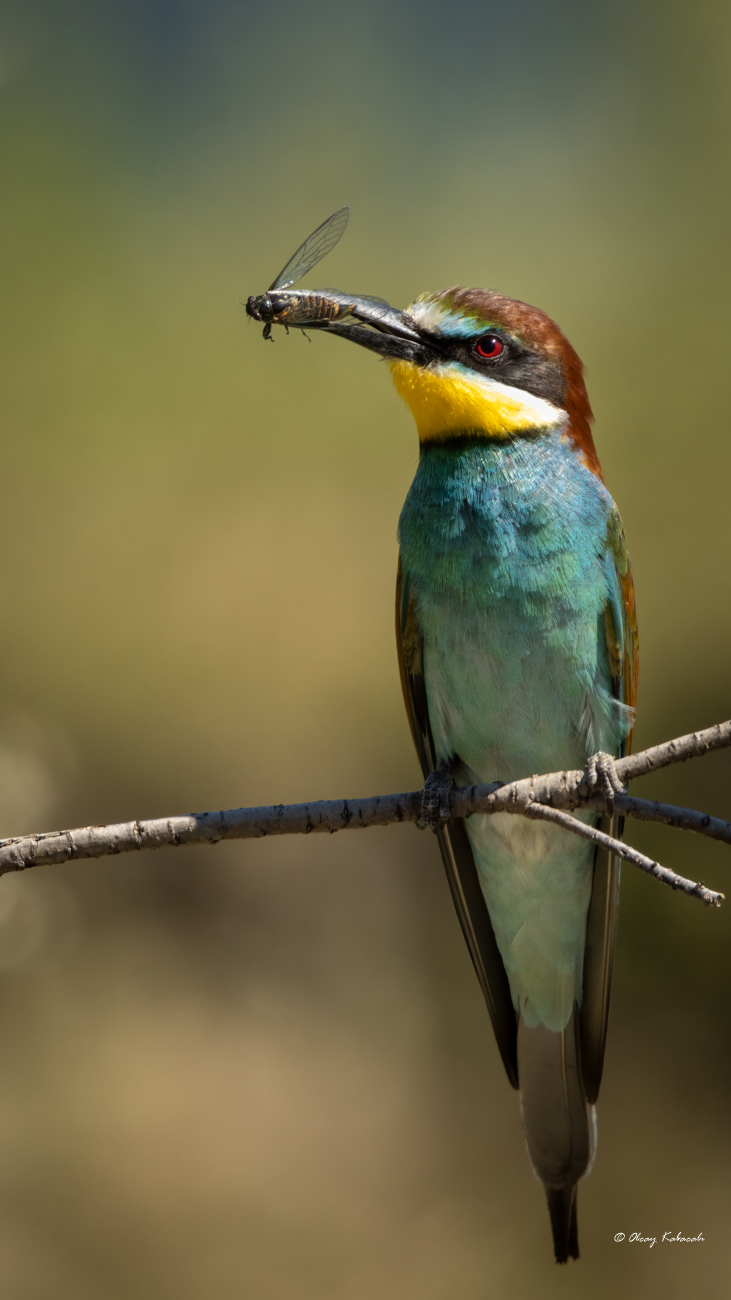 European Bee-eater