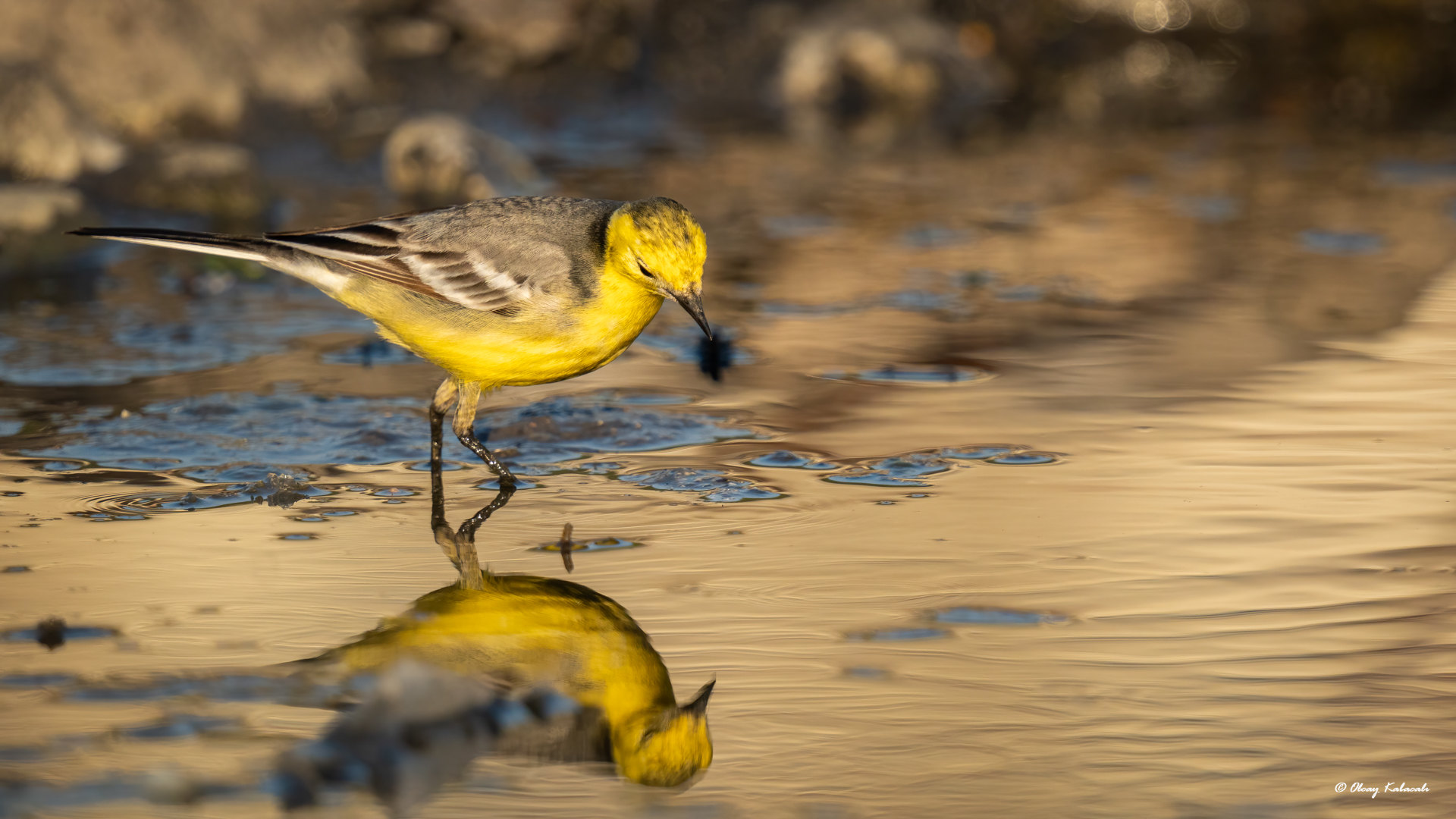 Citrine Wagtail
