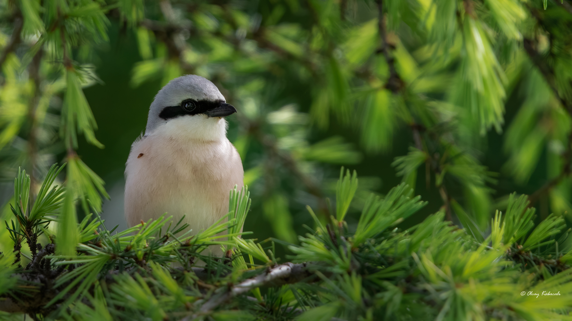 Red-backed Shrike