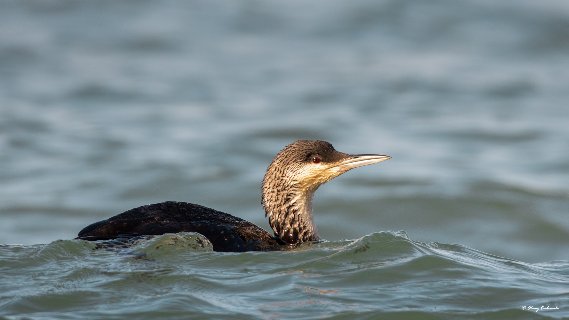 Arctic Loon