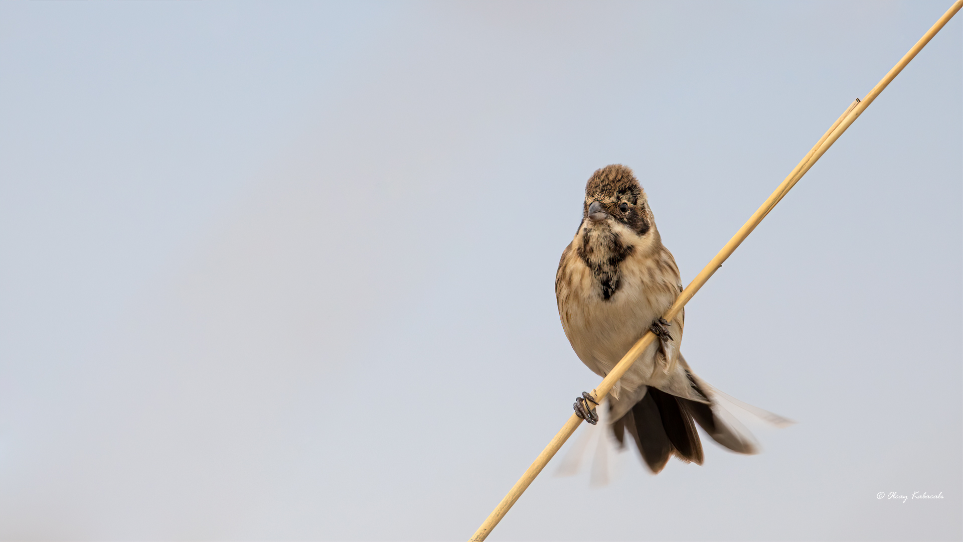 Reed Bunting