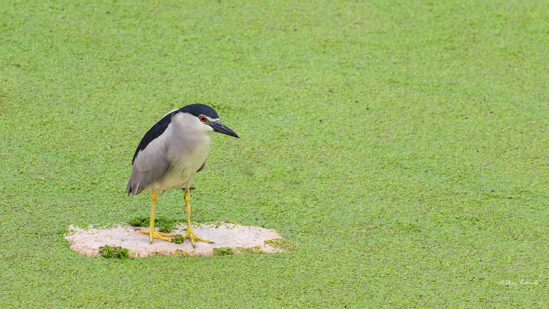 Black-crowned Night-Heron