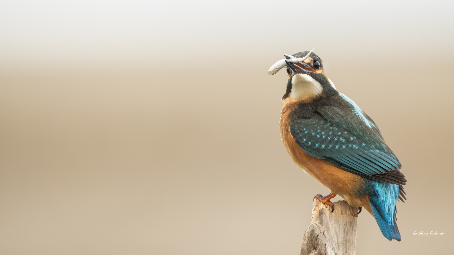 Common Kingfisher