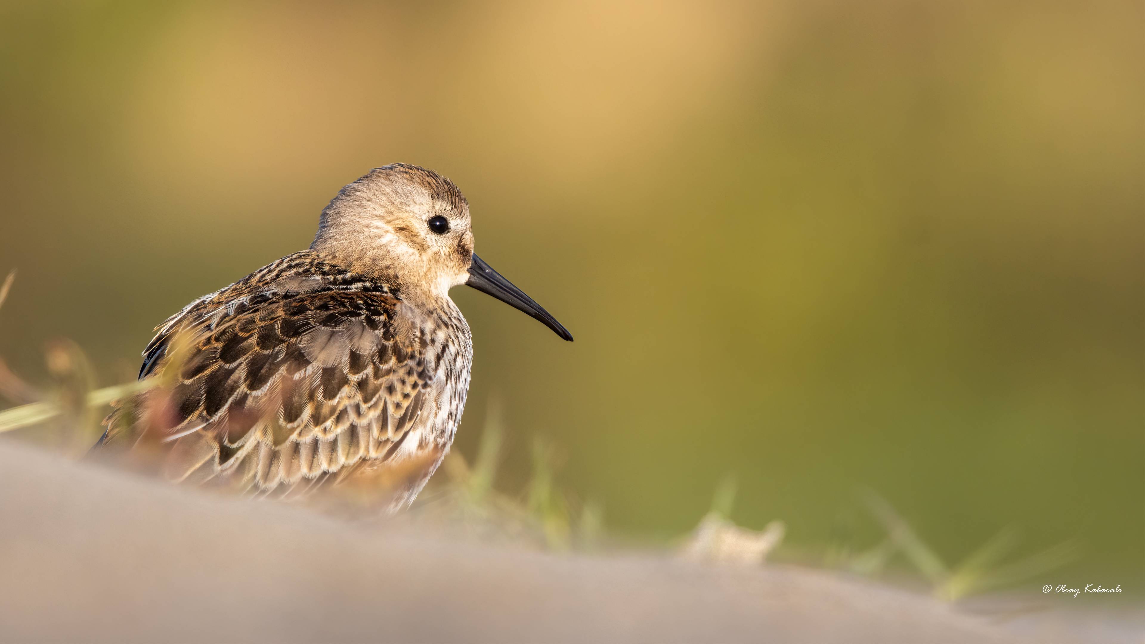 Dunlin