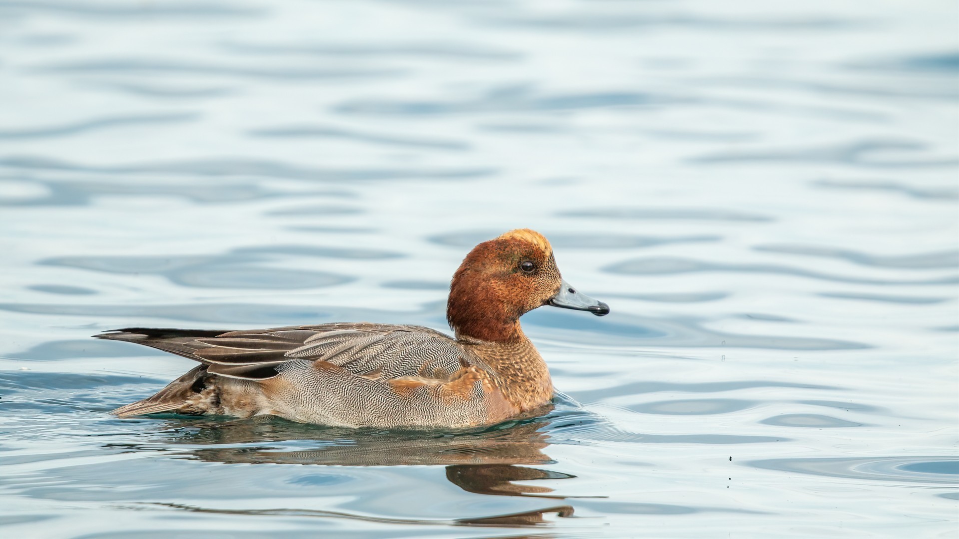Eurasian Wigeon