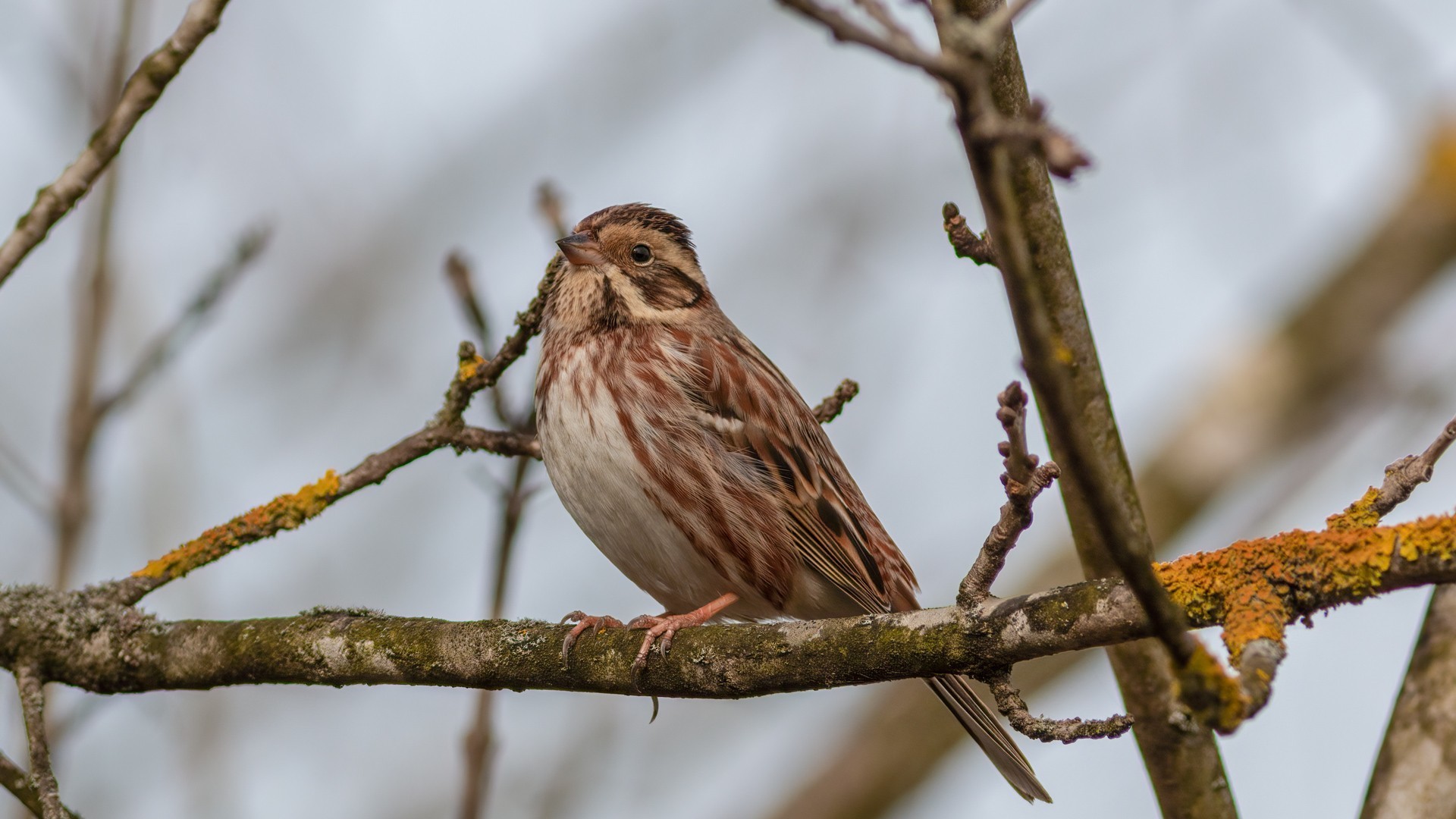 Rustic Bunting — Ana fotoğraf