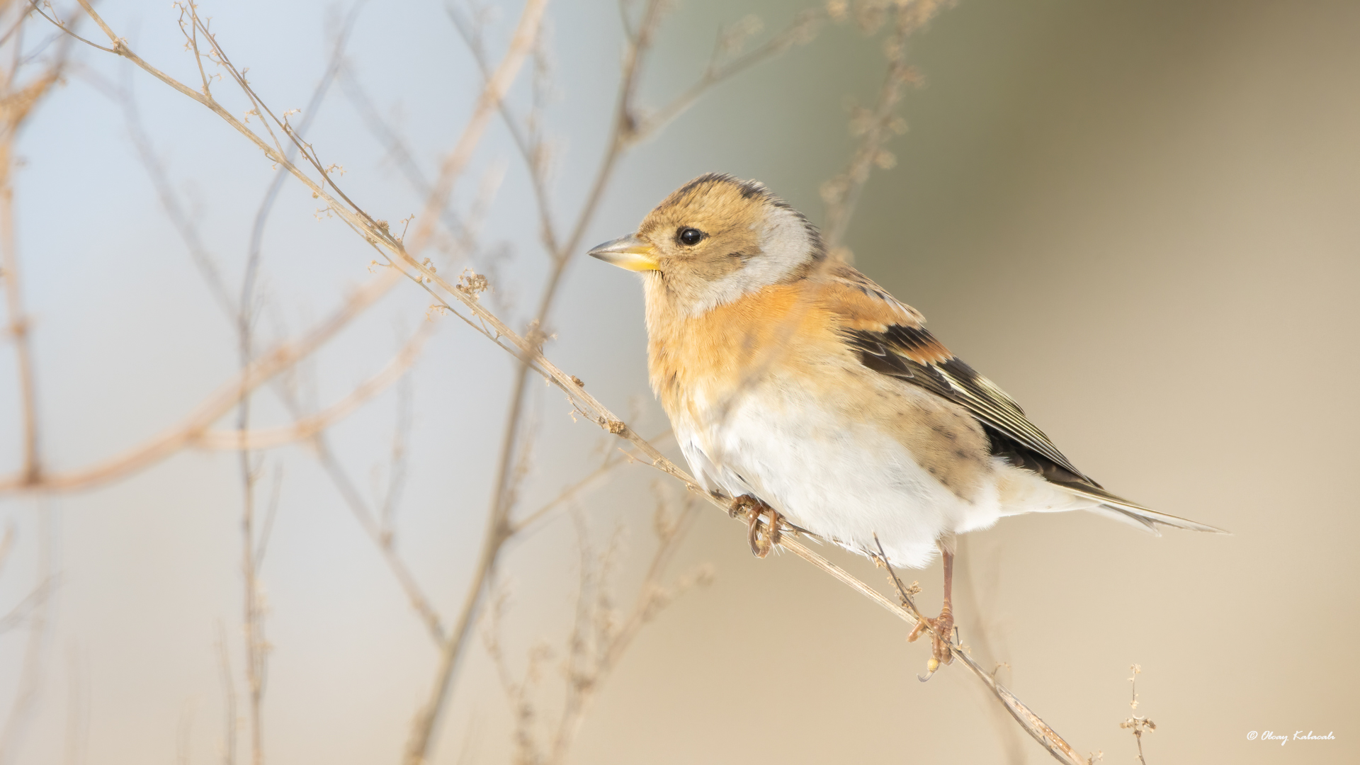 Brambling