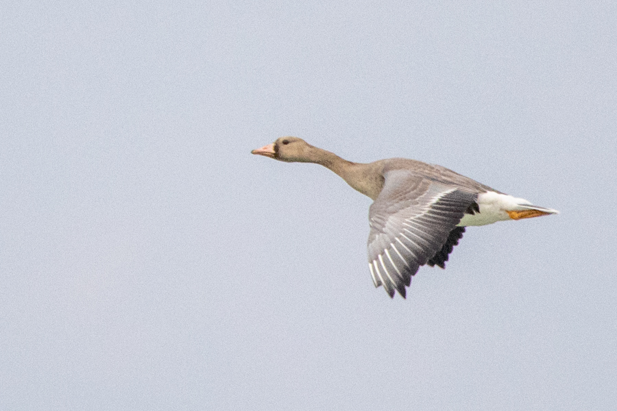 Greater White-fronted Goose