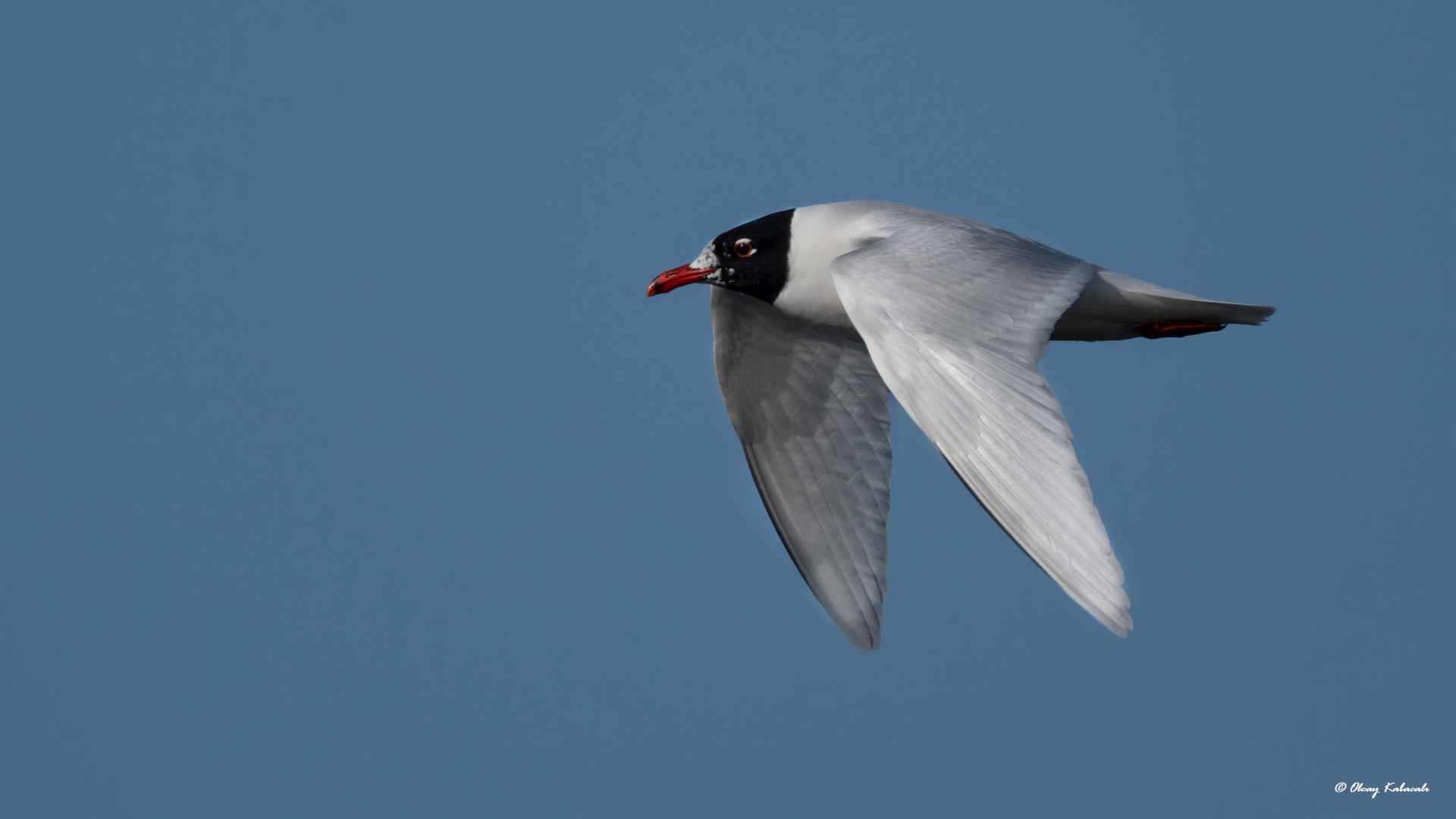 Mediterranean Gull