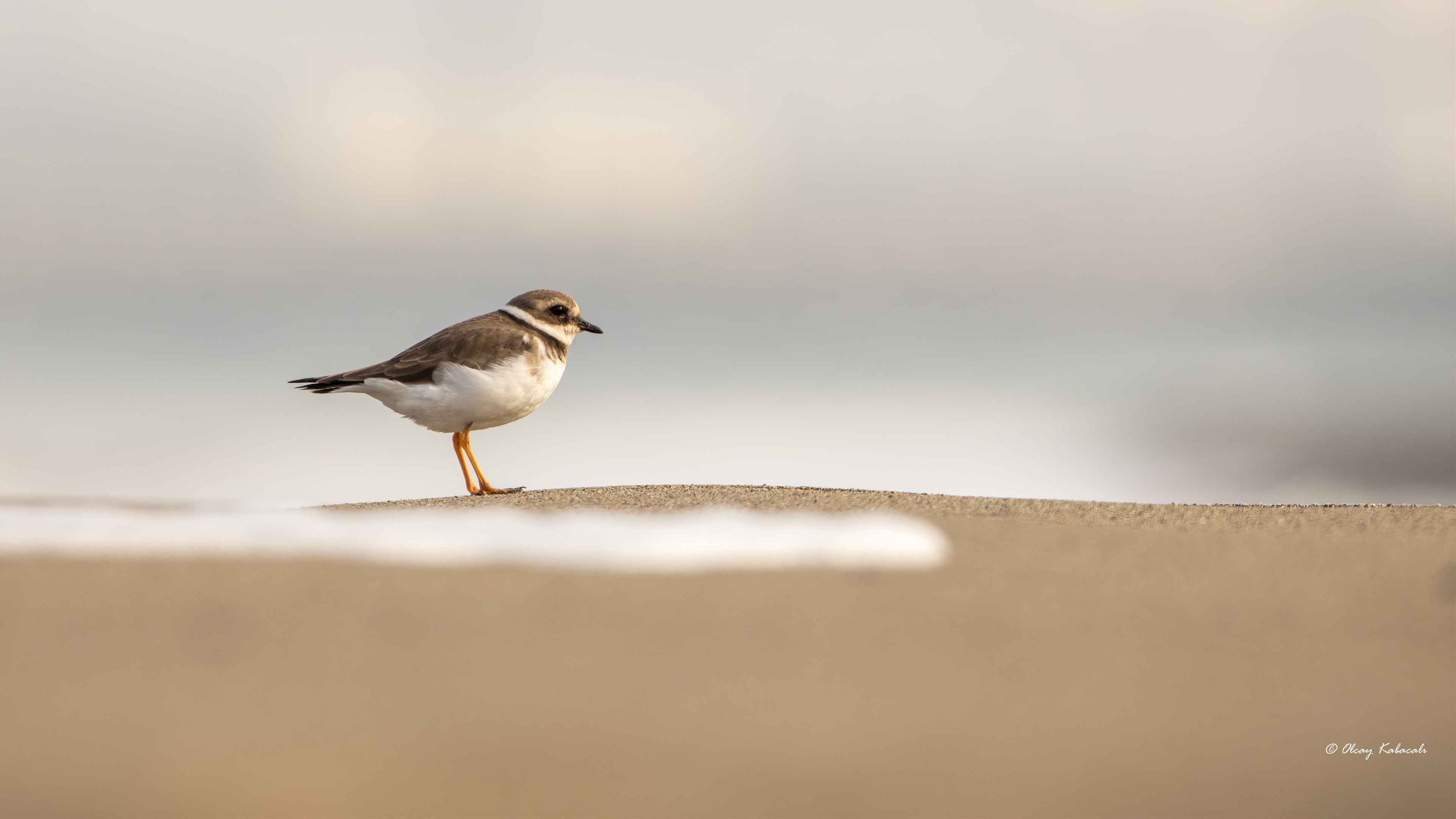 Common Ringed Plover