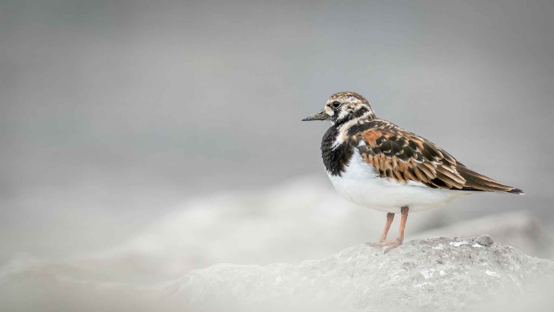 Ruddy Turnstone