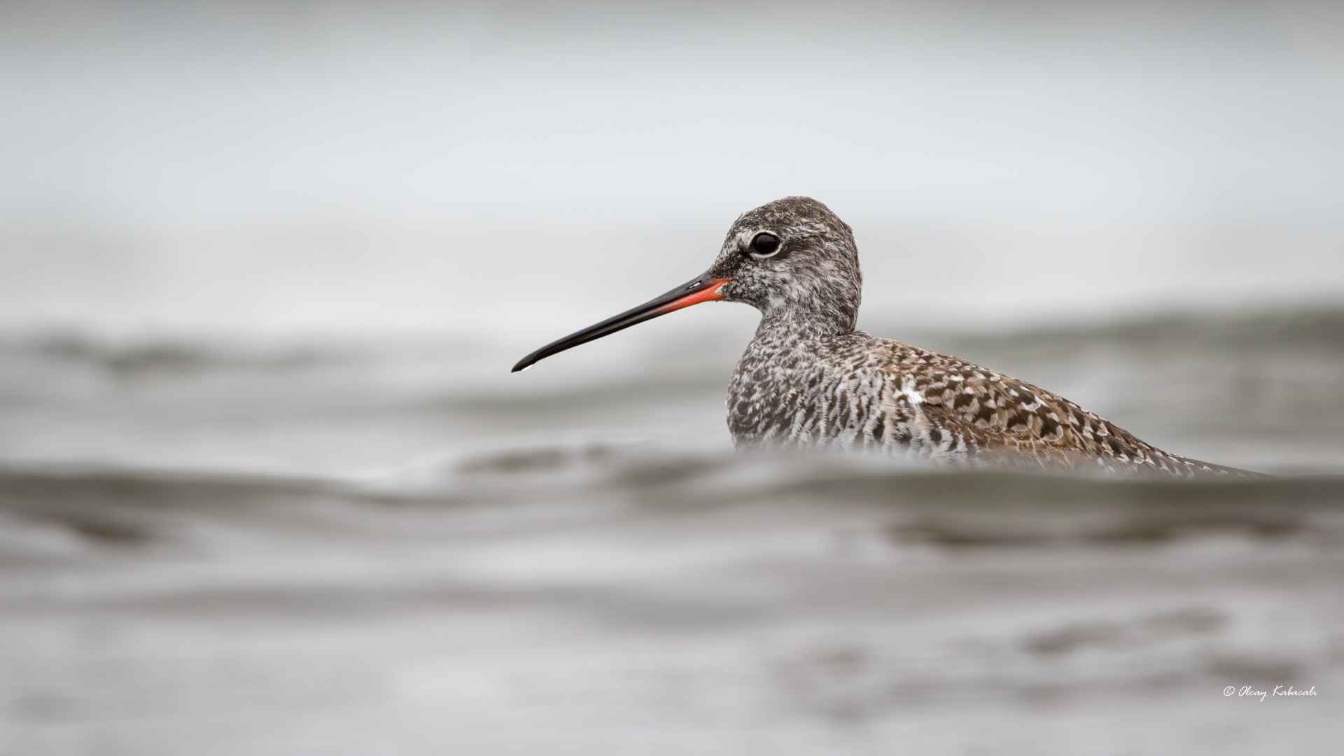 Spotted Redshank