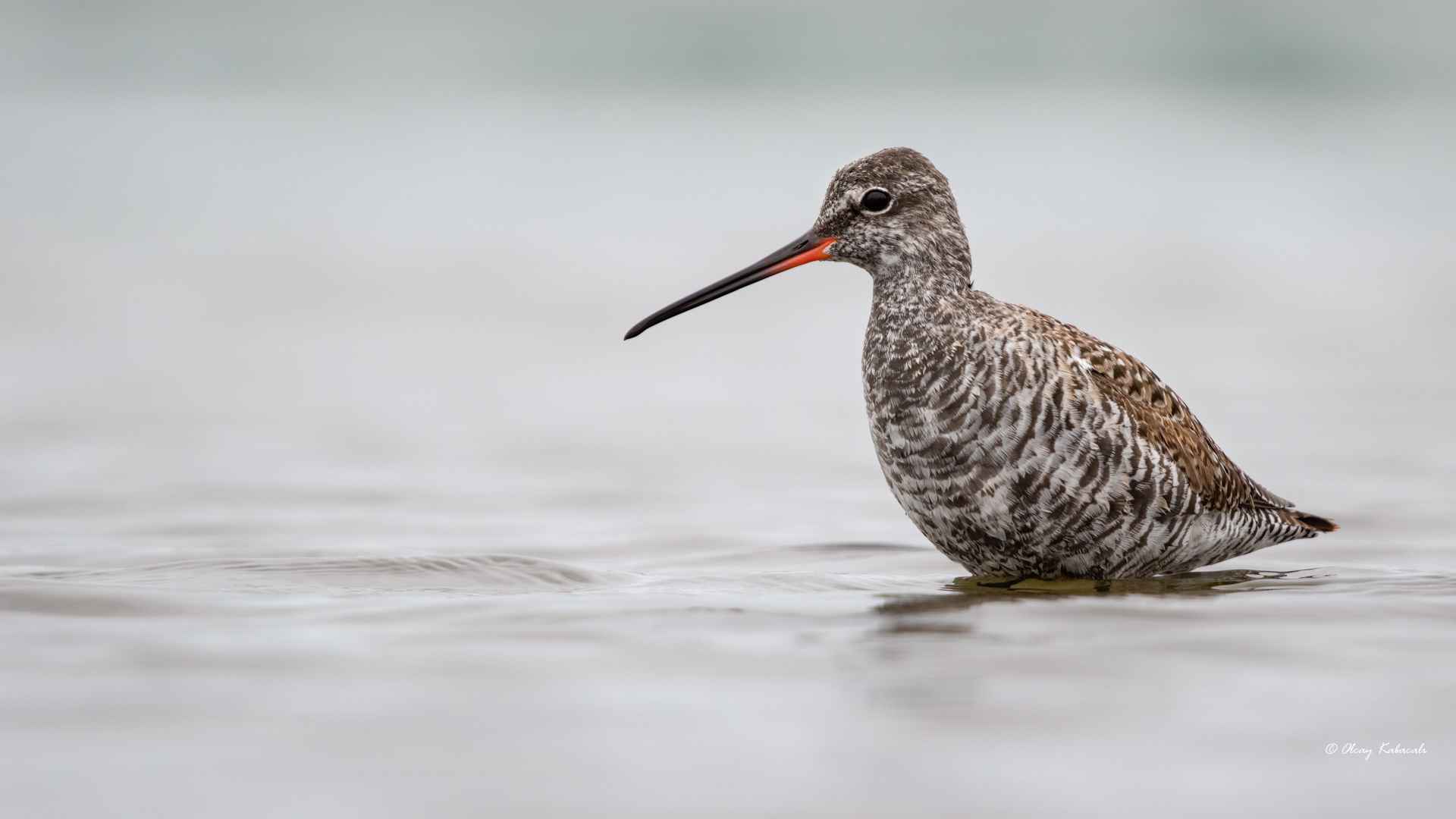 Spotted Redshank