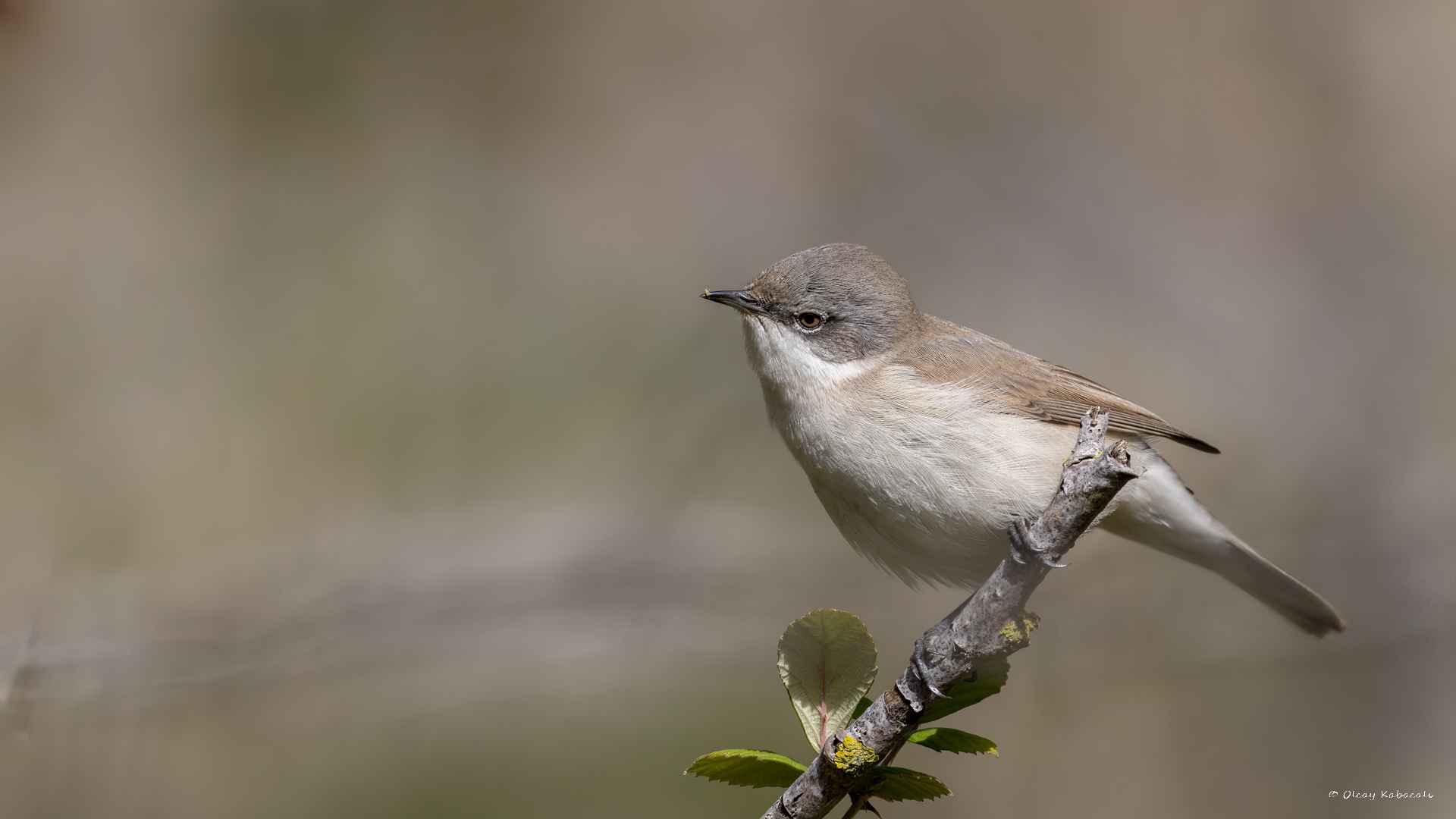 Lesser Whitethroat