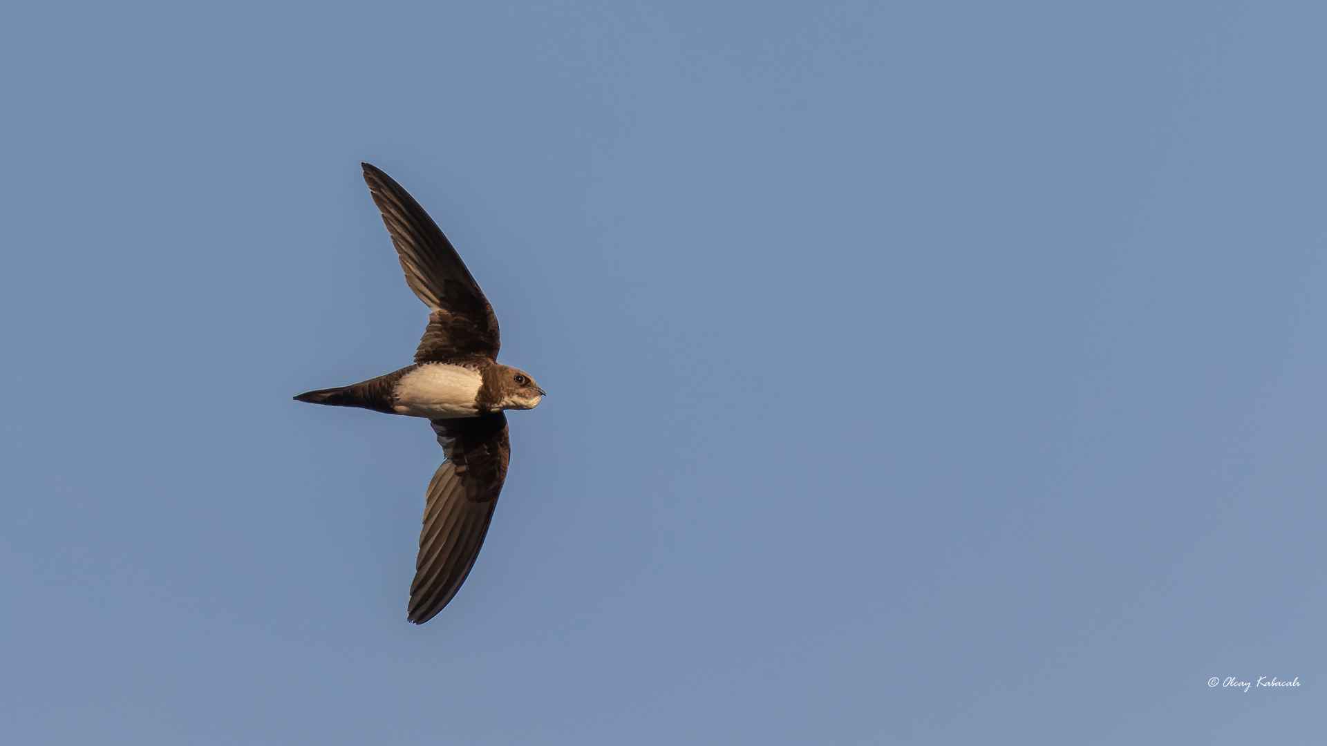 Alpine Swift