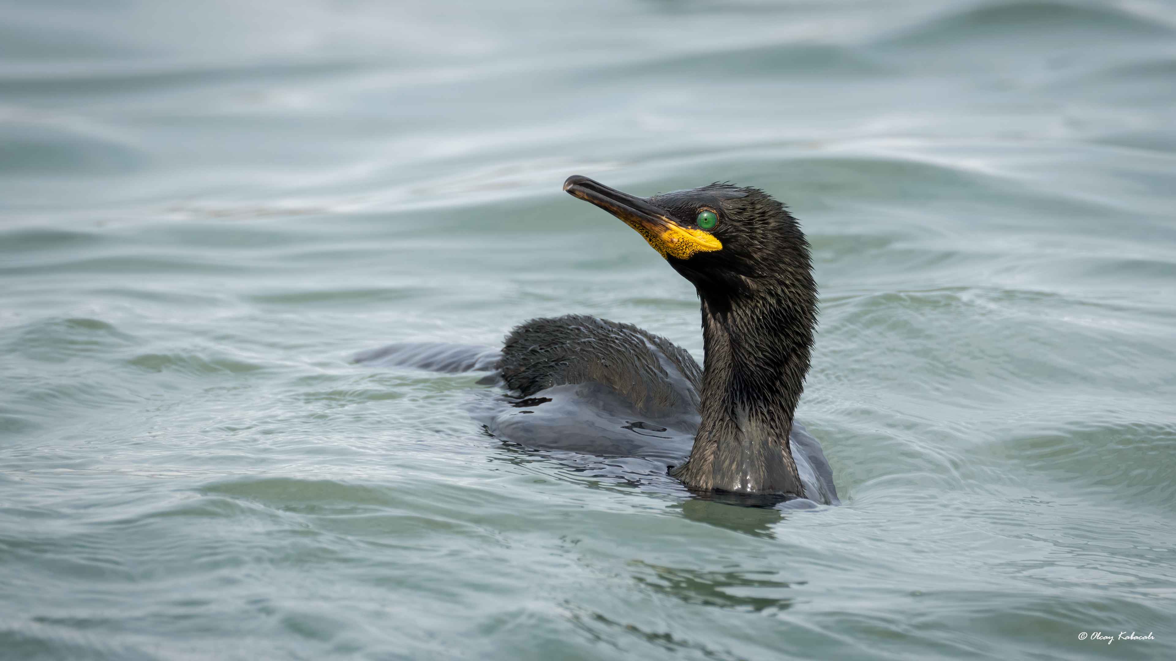 European Shag
