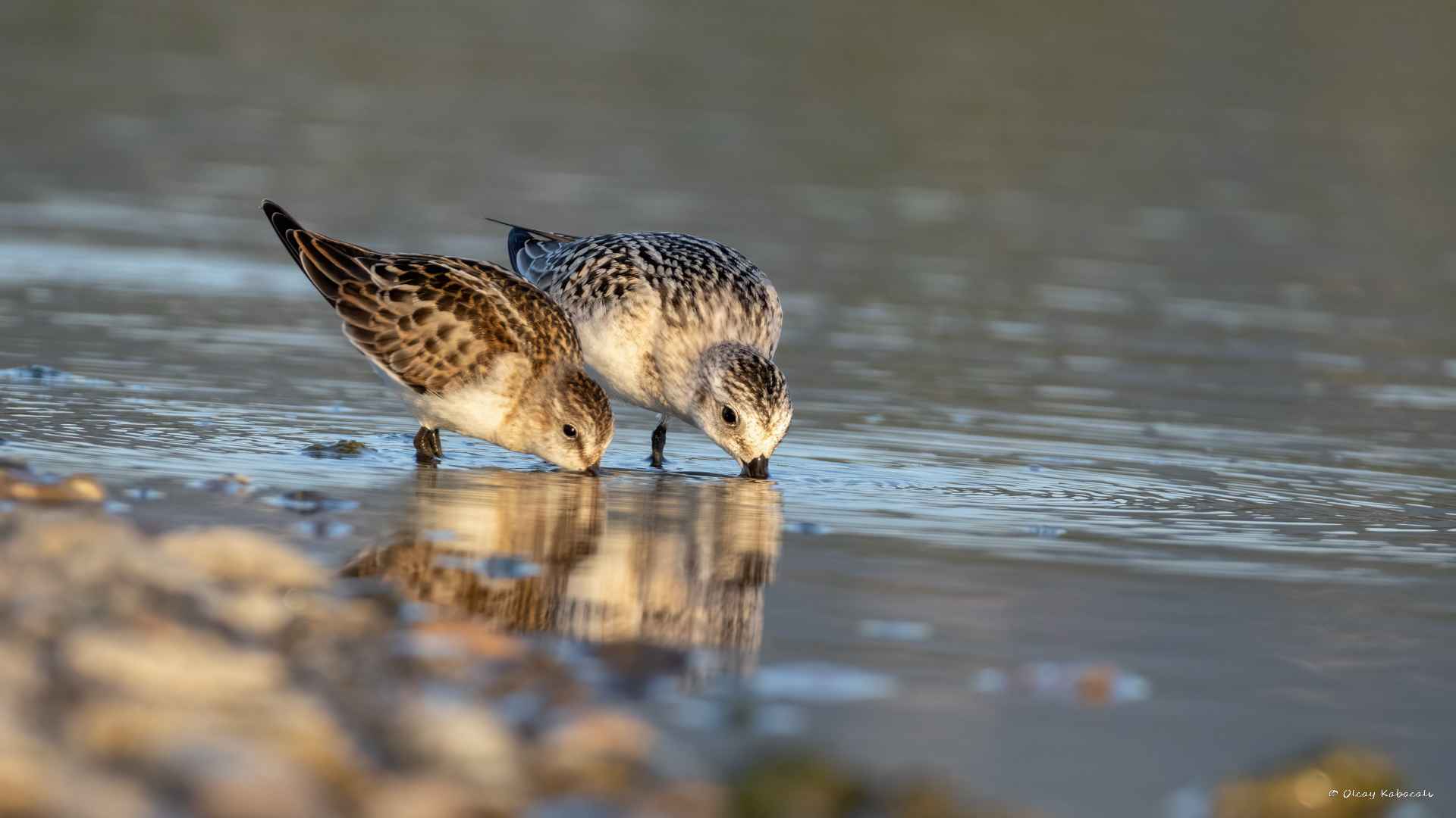 Sanderling