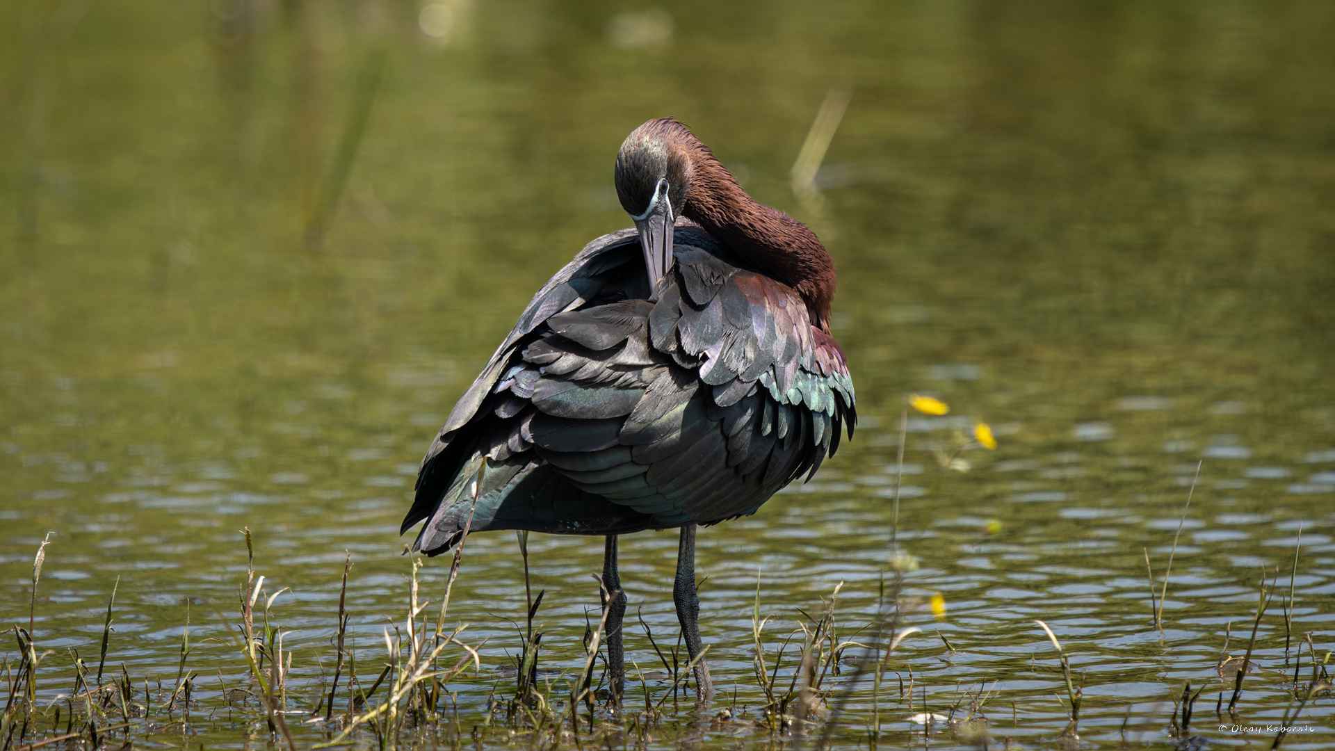 Glossy Ibis