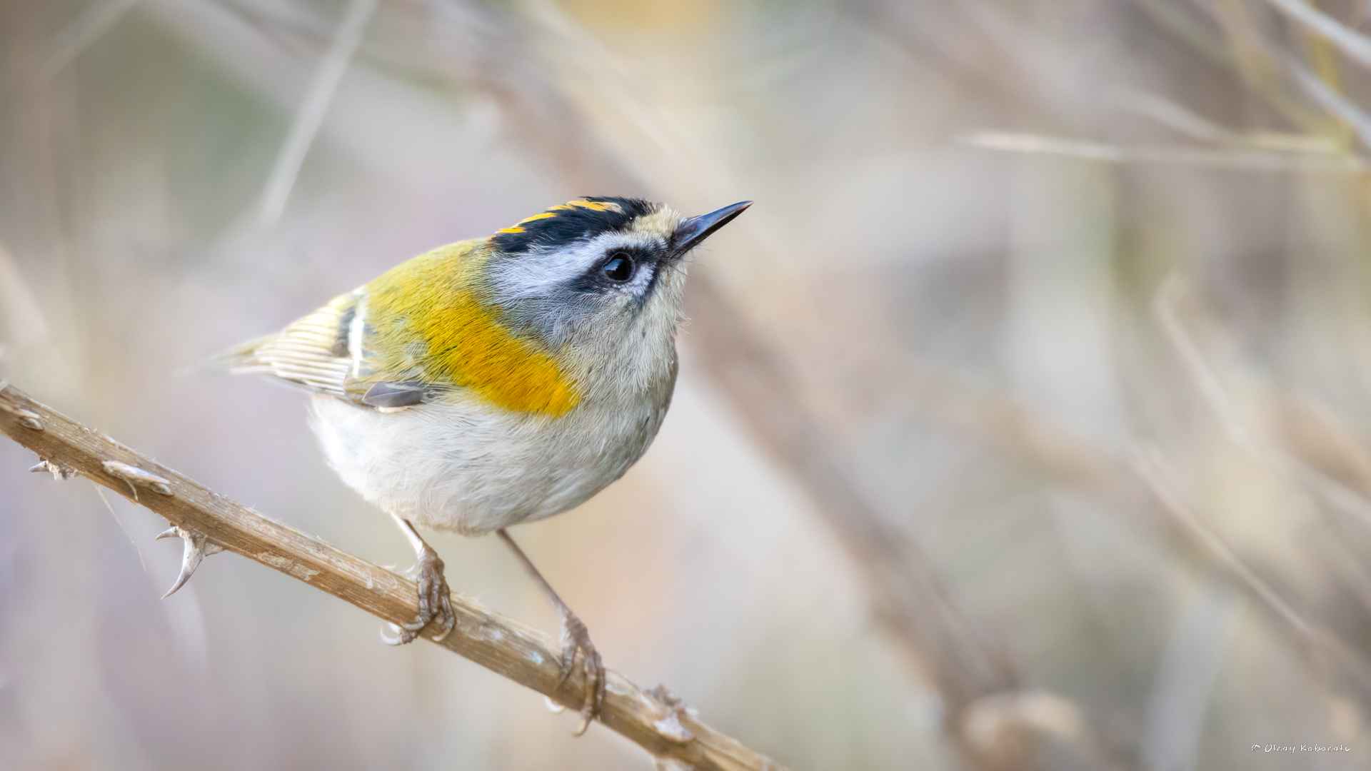 Common Firecrest