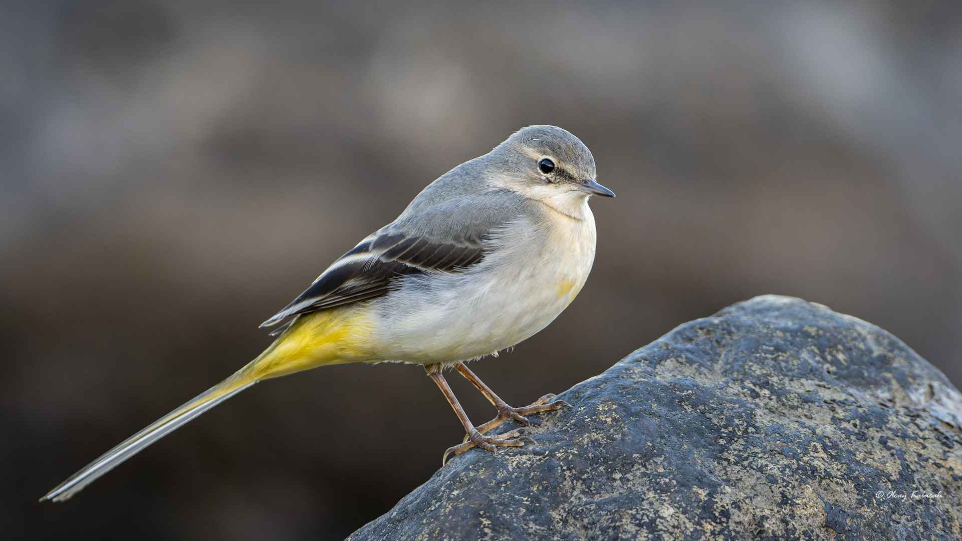 Gray Wagtail