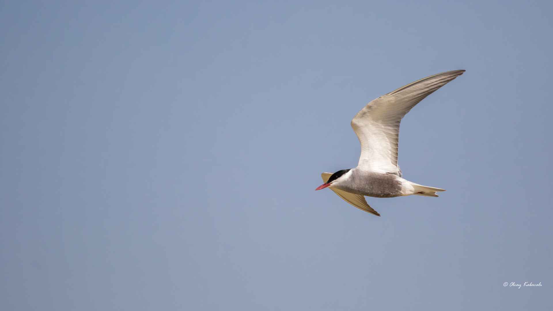 Whiskered Tern