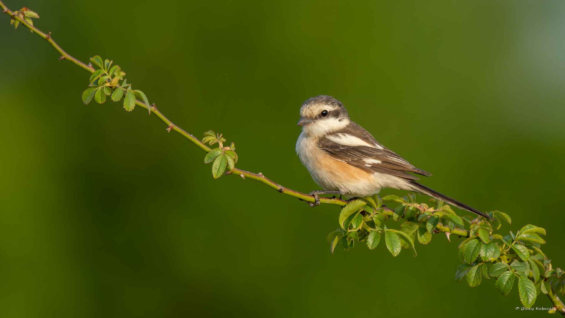 Masked Shrike