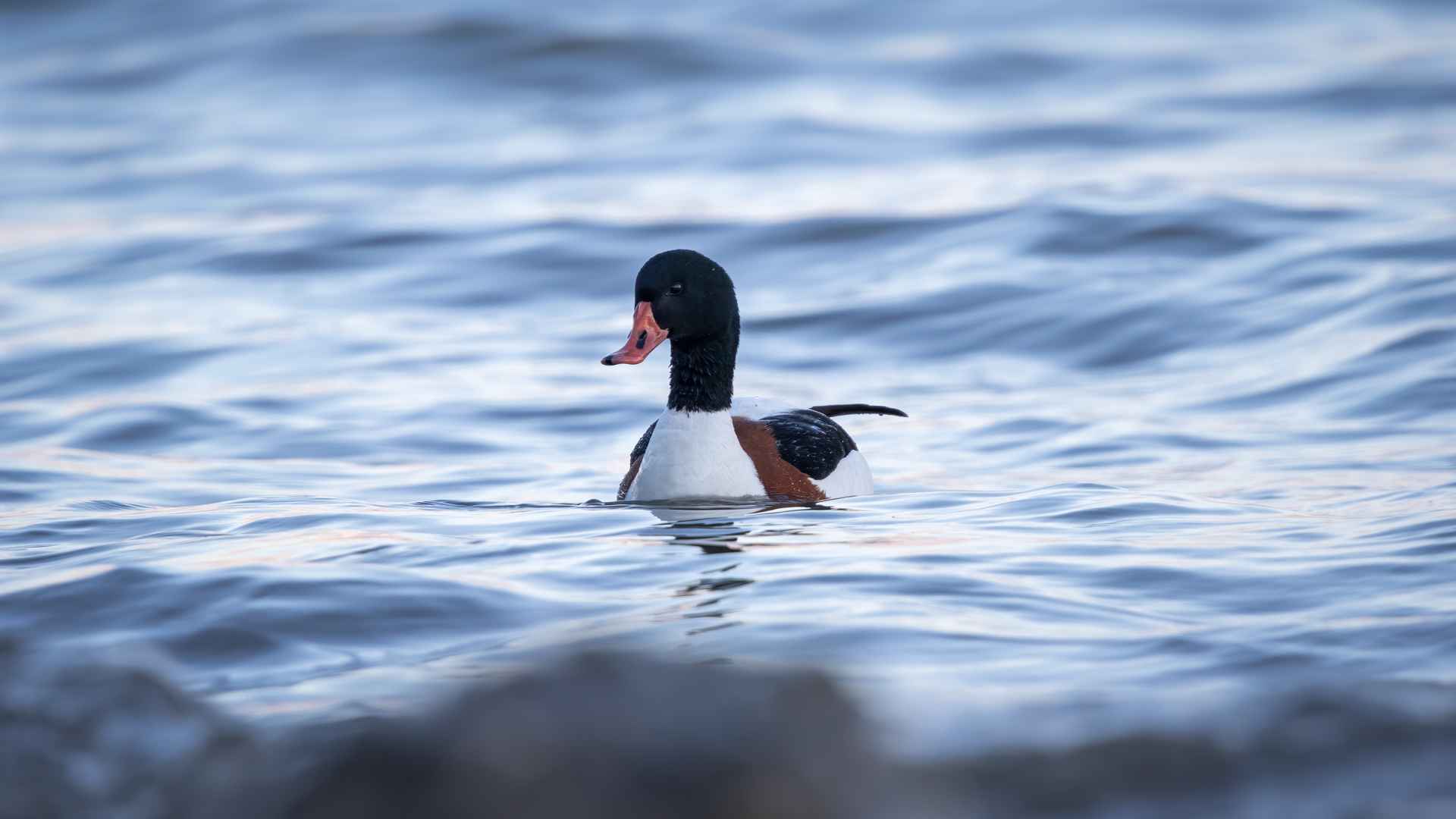 Common Shelduck