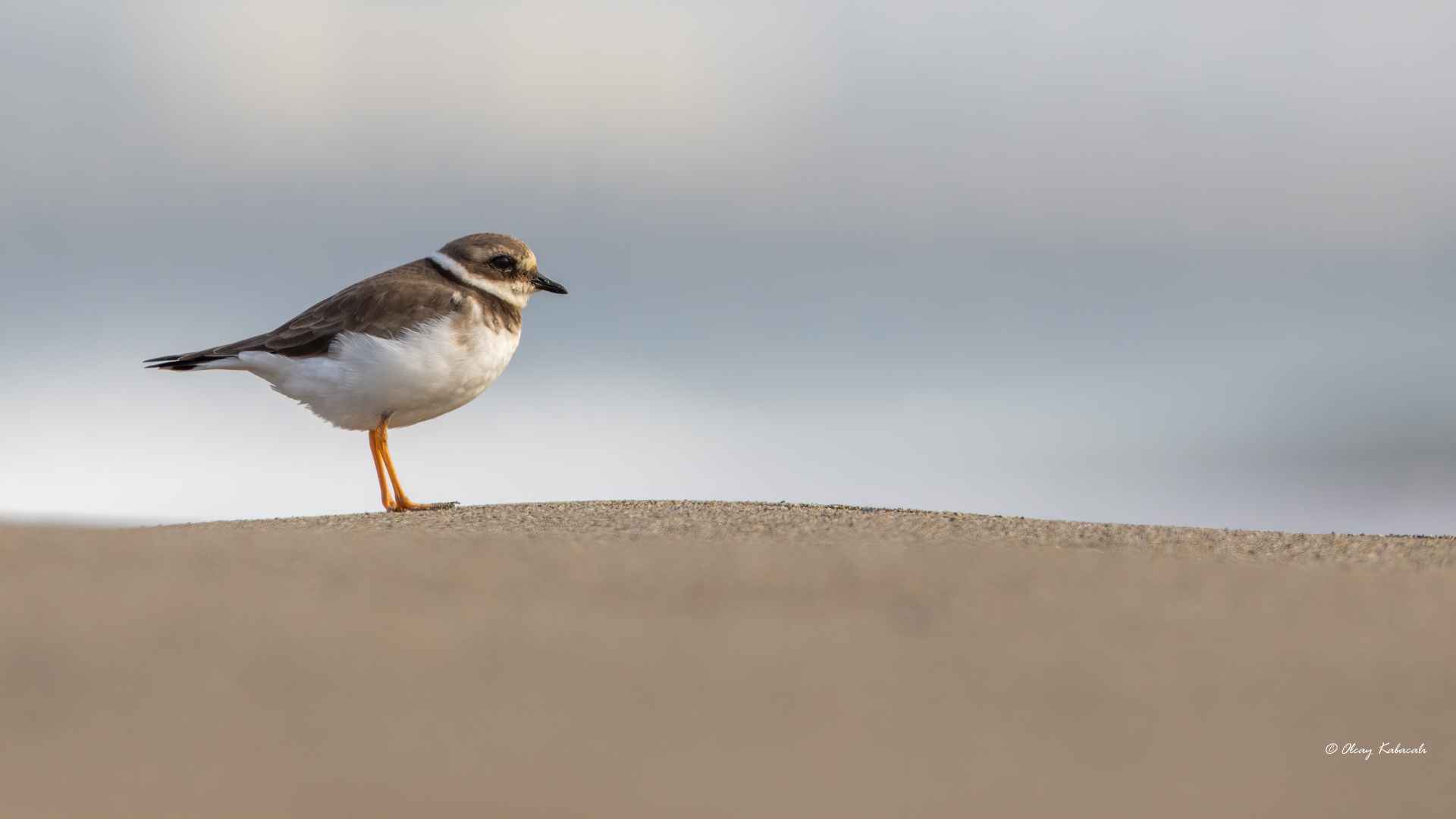 Common Ringed Plover