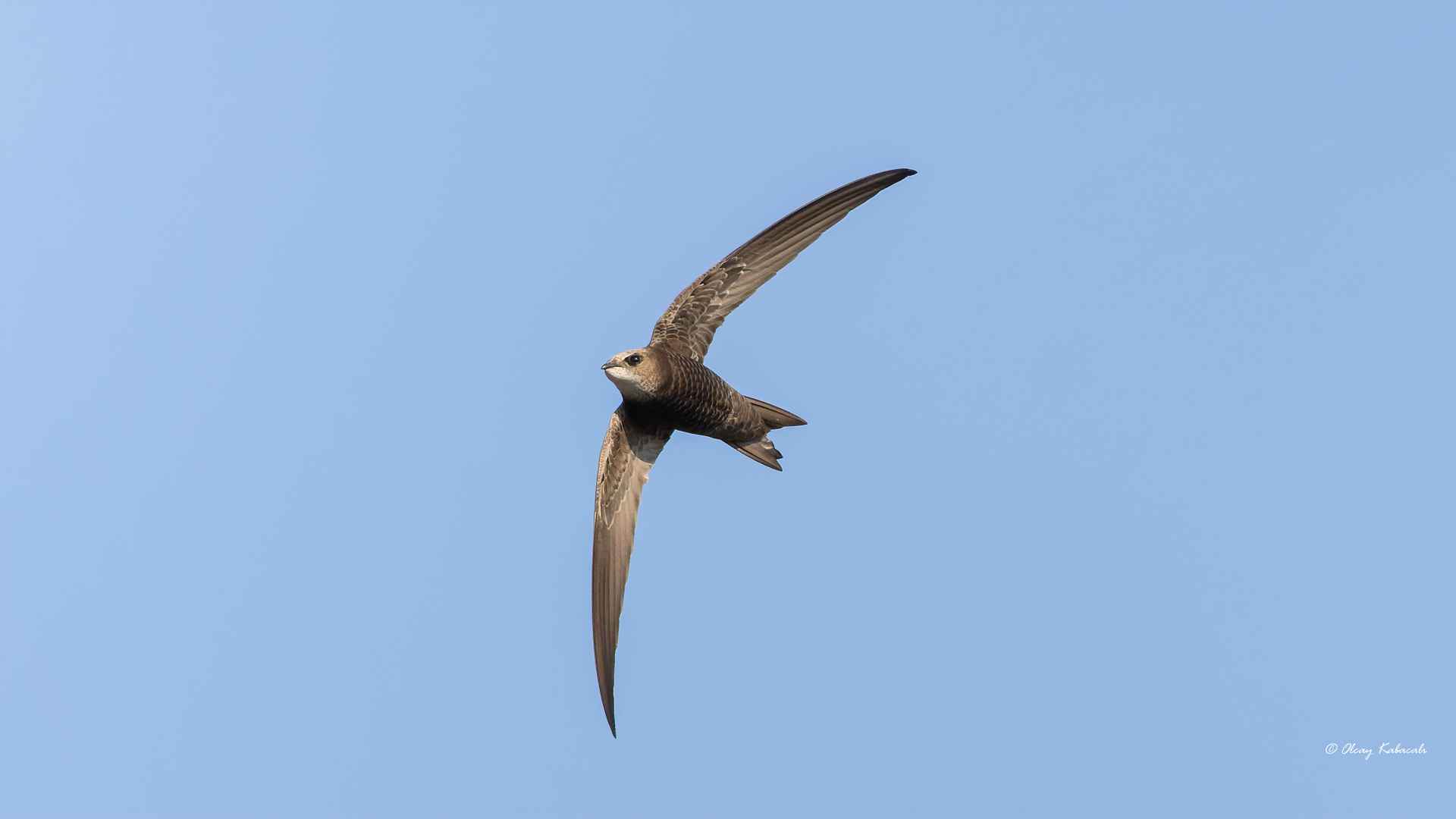 Pallid Swift