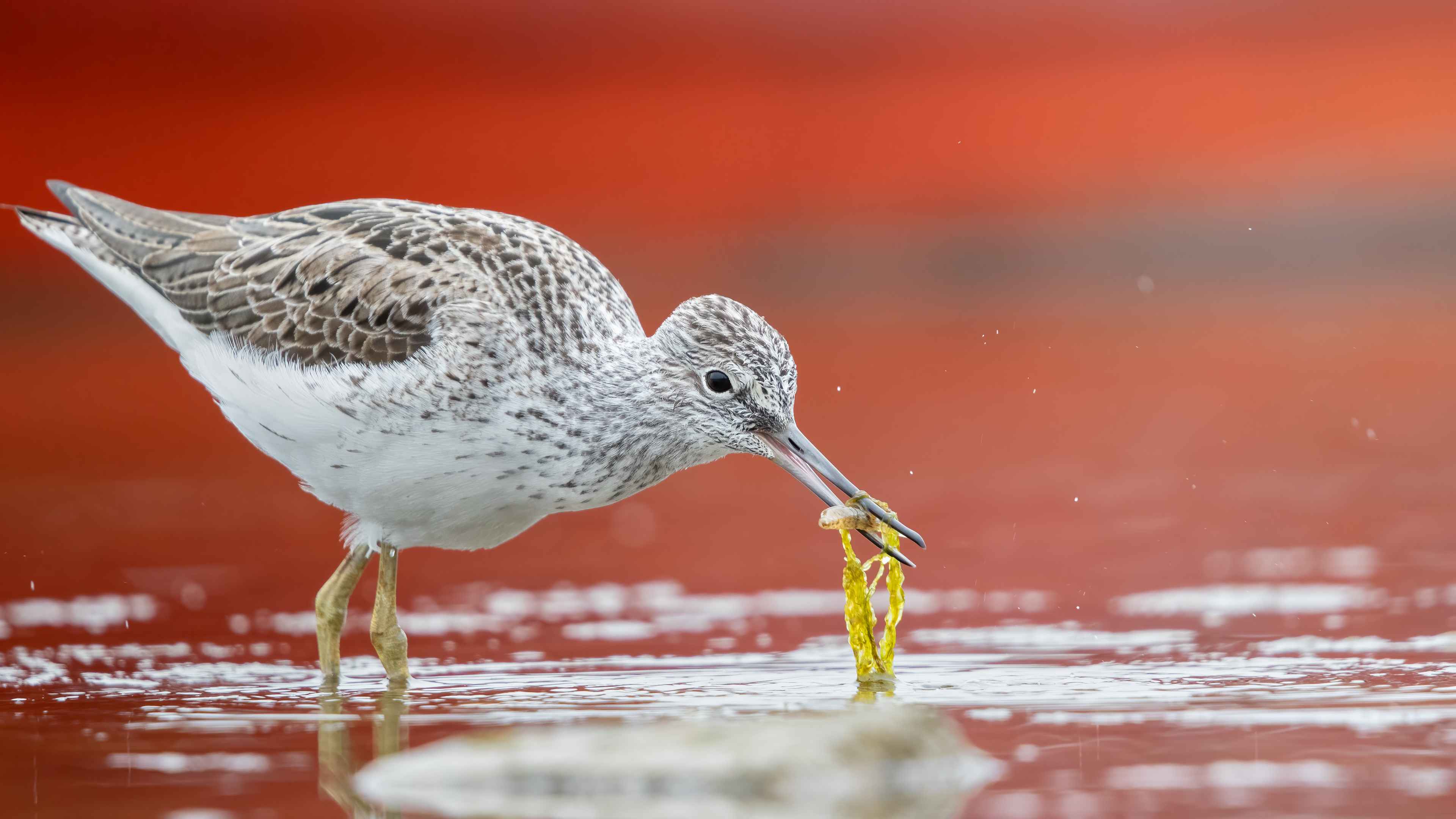 Common Greenshank