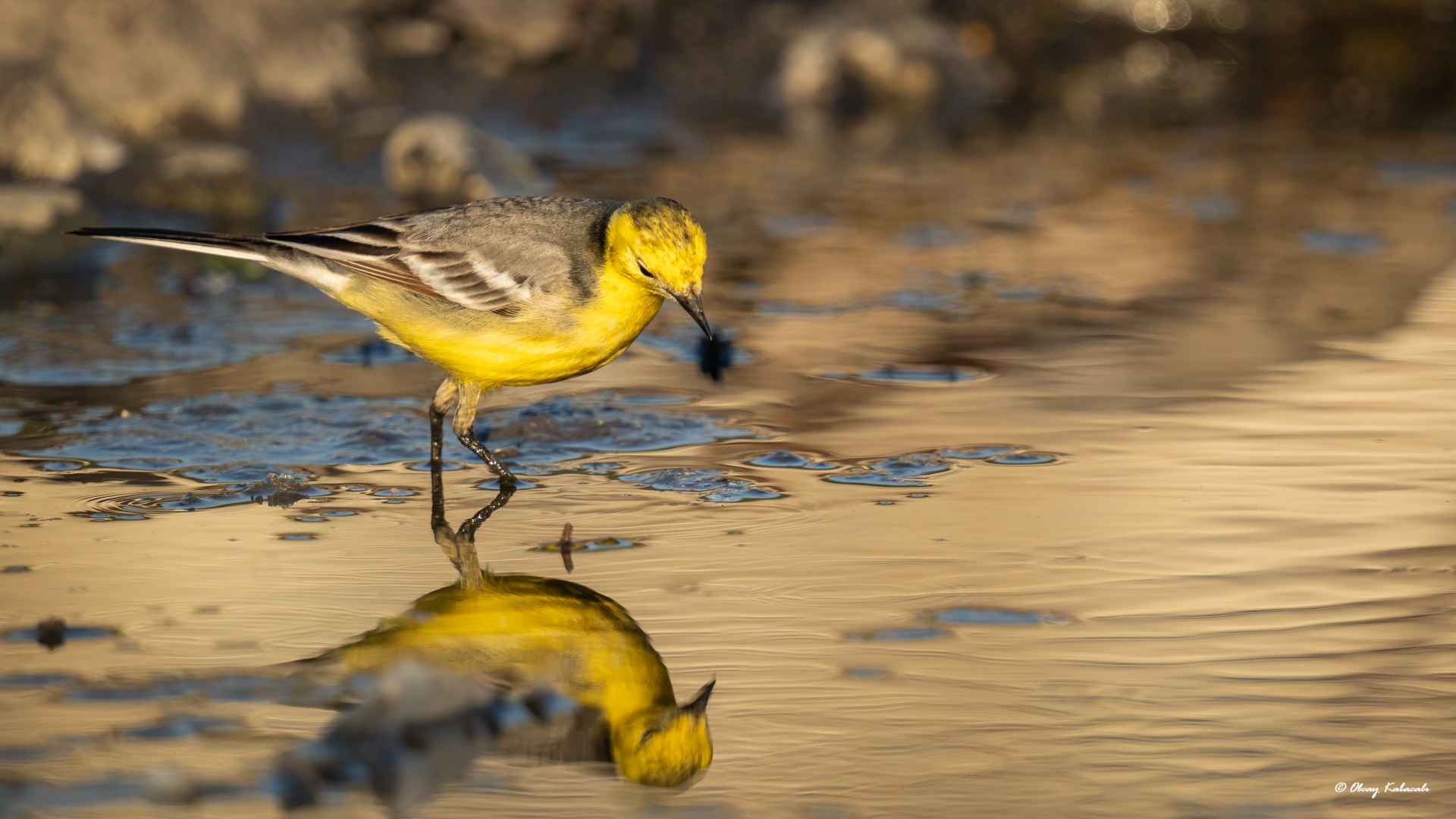 Citrine Wagtail