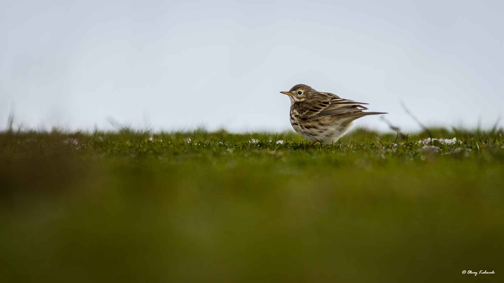 Meadow Pipit