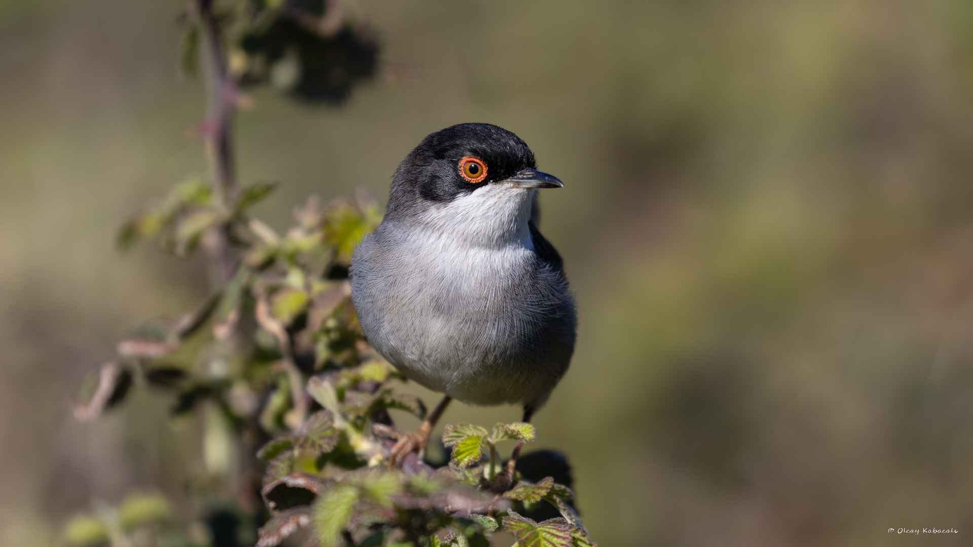 Sardinian Warbler