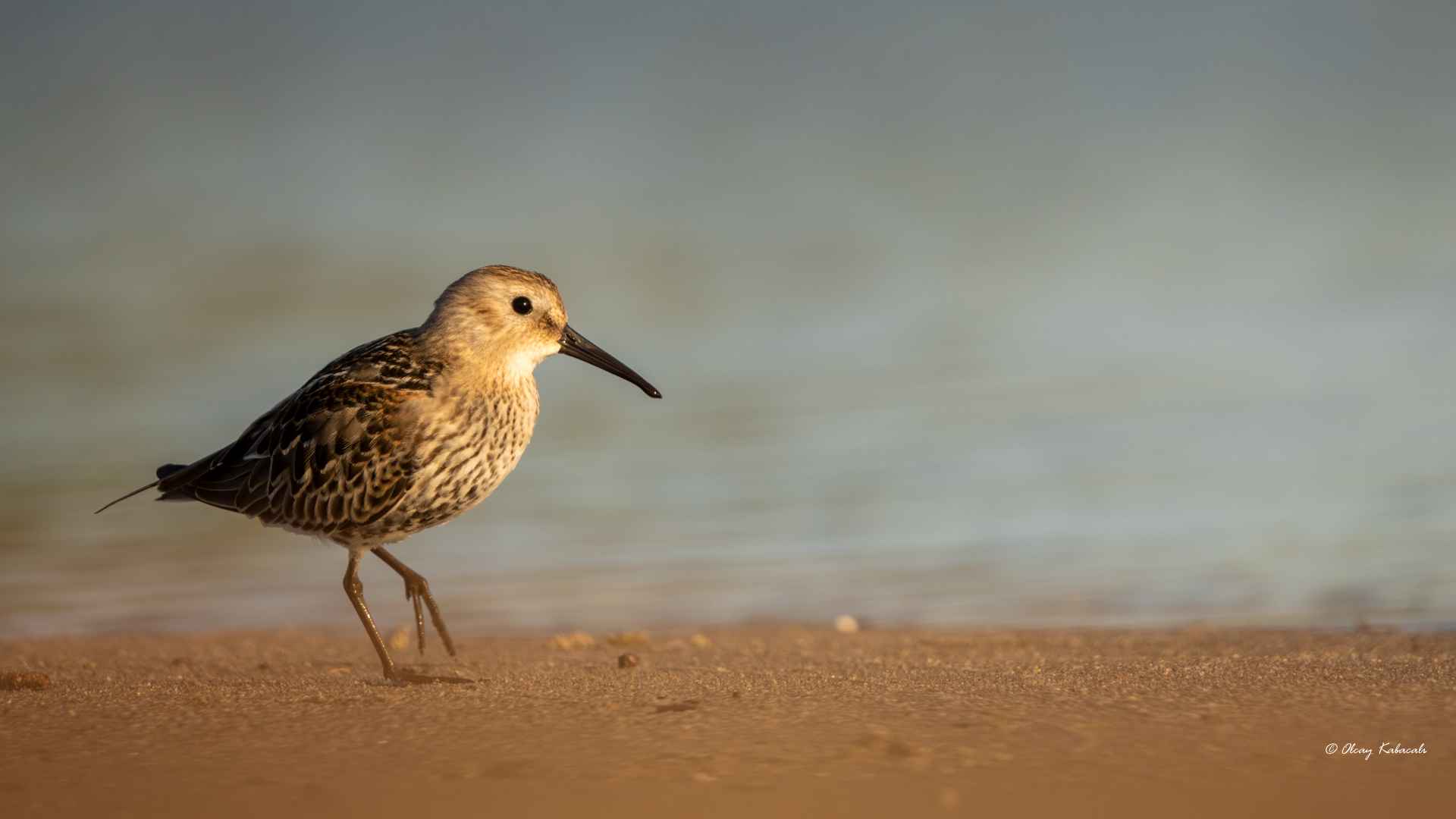 Dunlin
