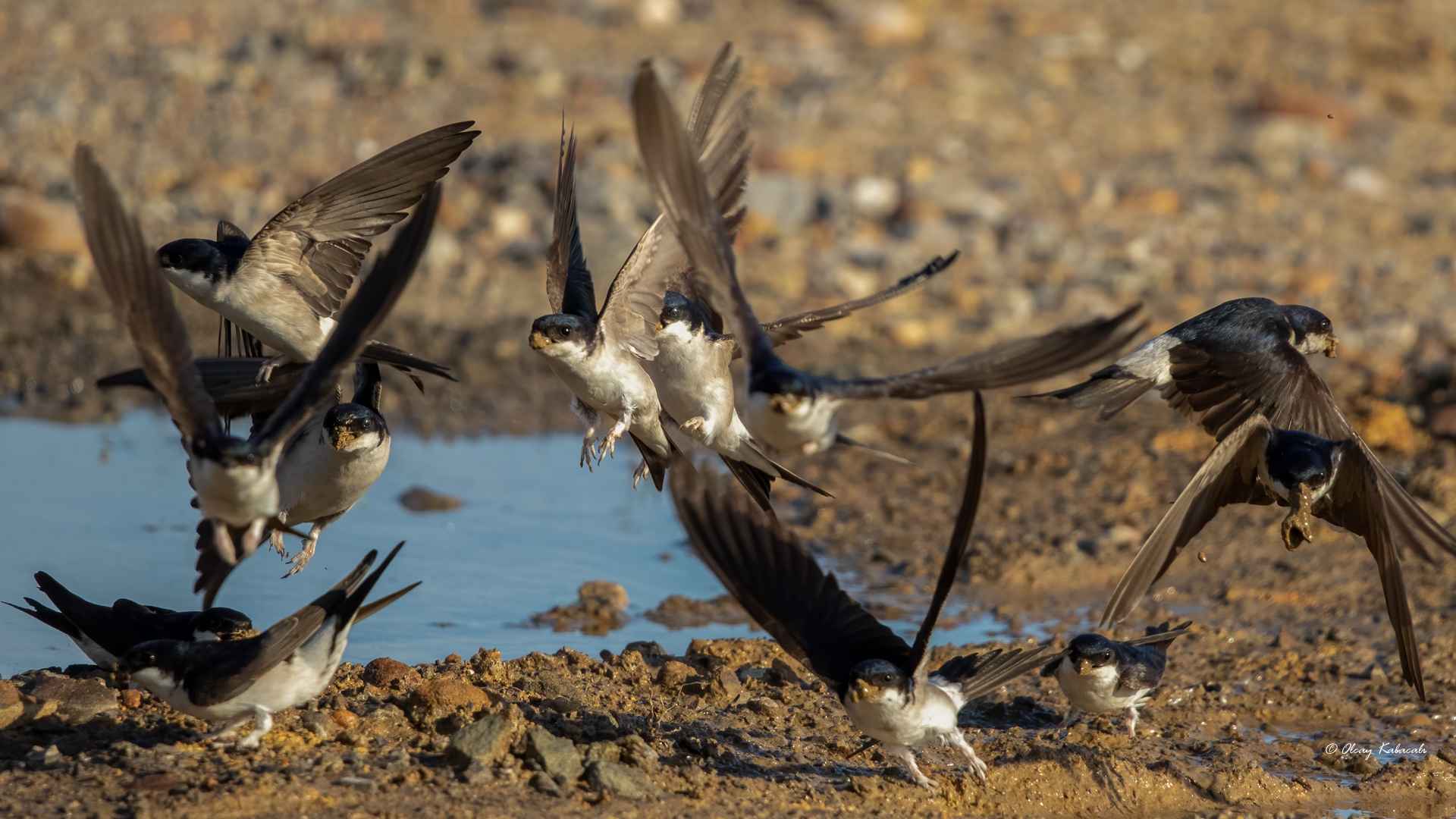 Common House-Martin