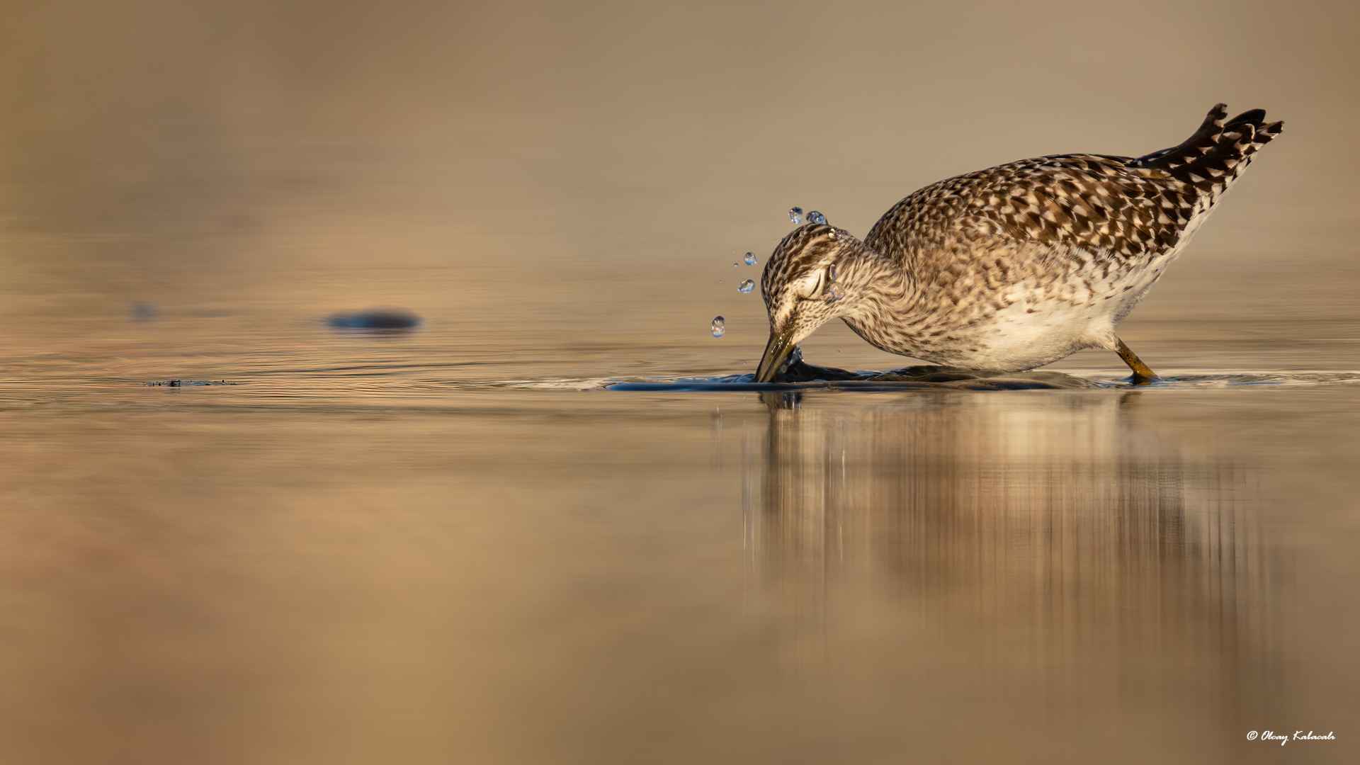 Wood Sandpiper