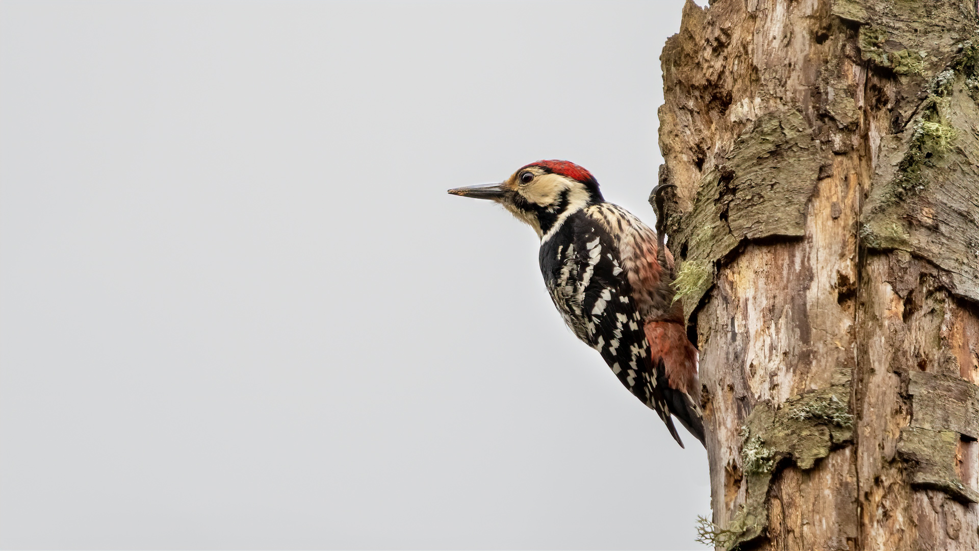 White-backed Woodpecker